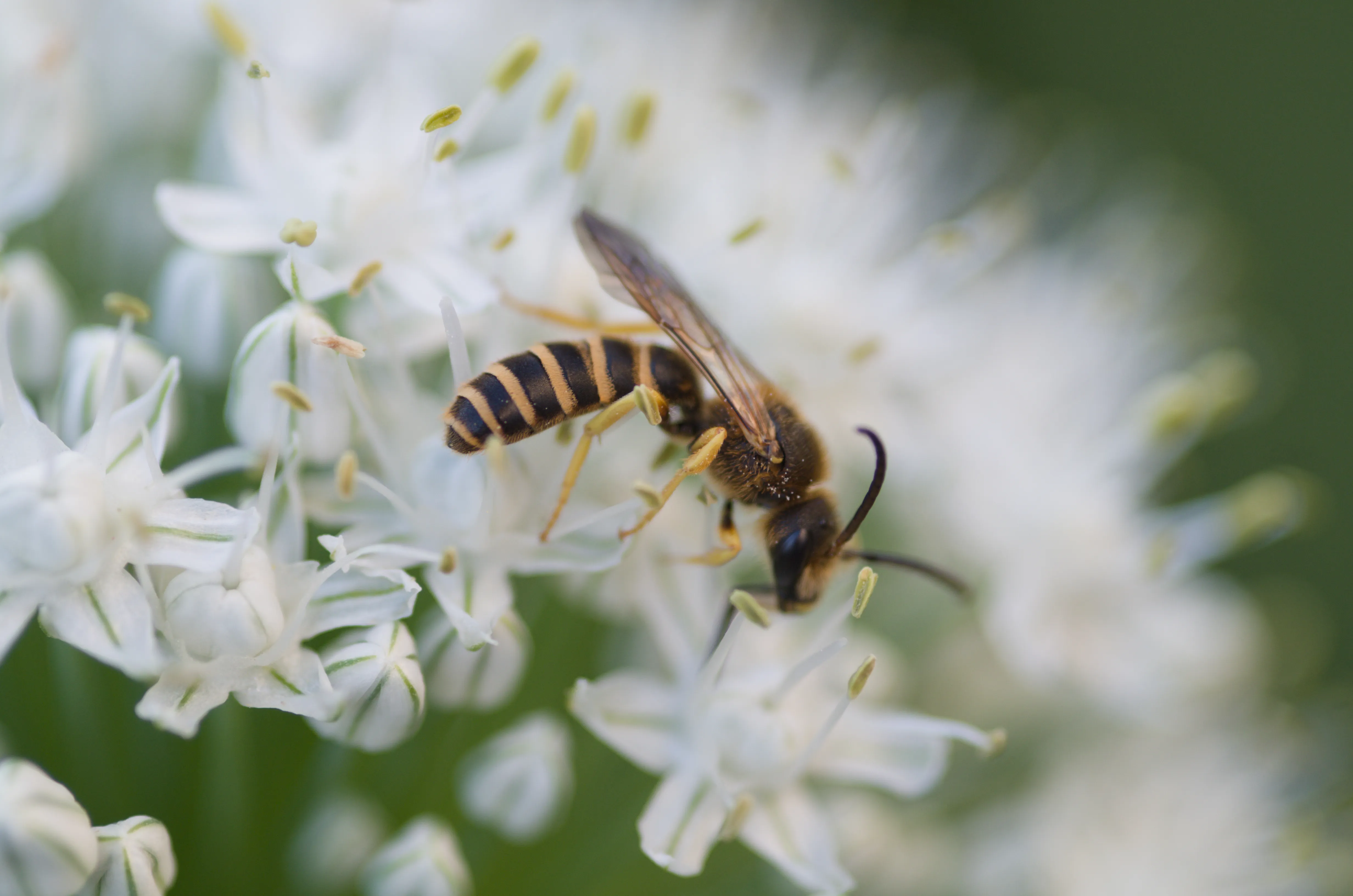 Gelbbindige Furchenbiene sammelt Nektar von einer blühenden Zwiebelblüte.