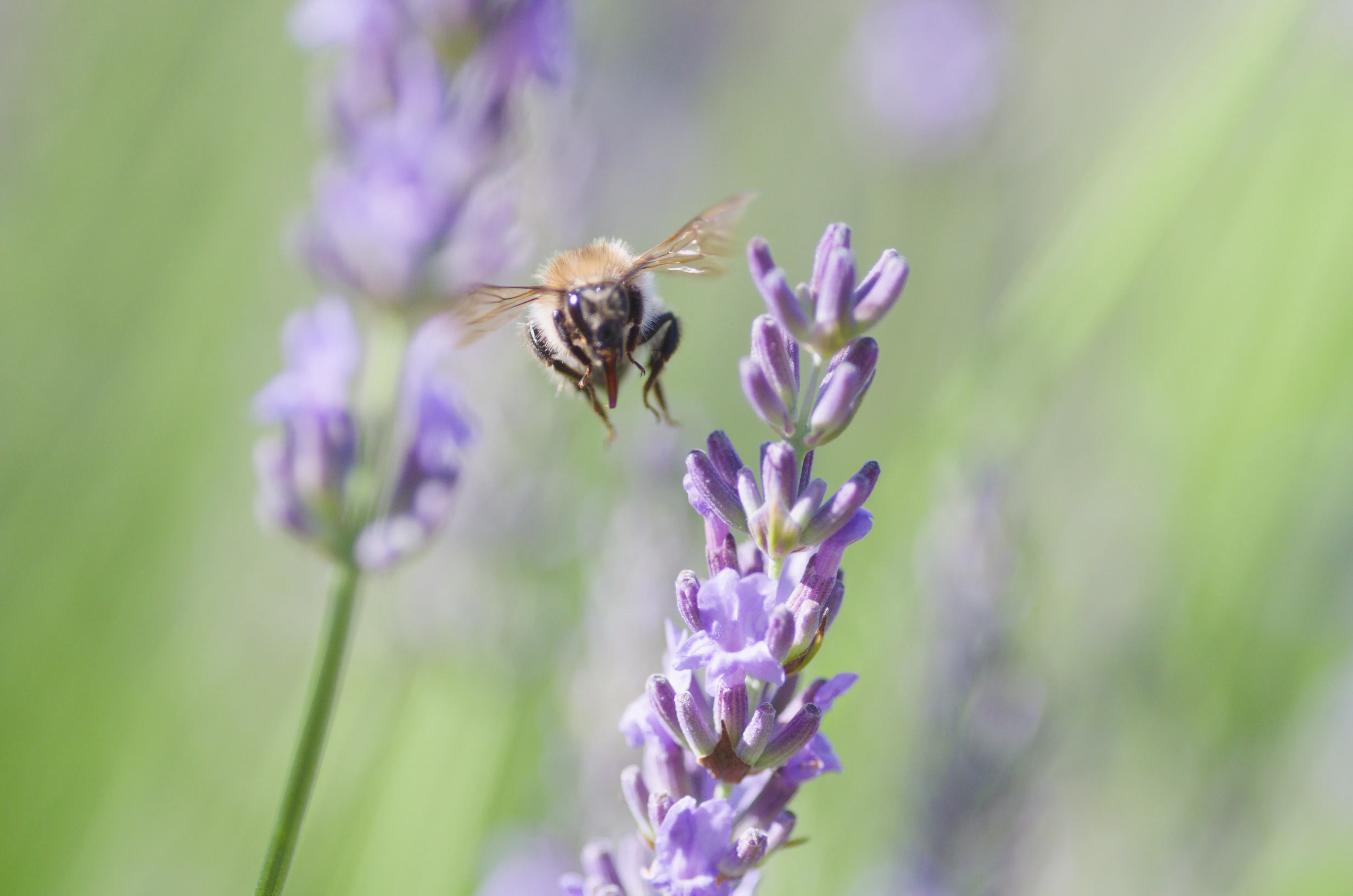 Ackerhummel im Anflug auf eine Lavendelblüte.