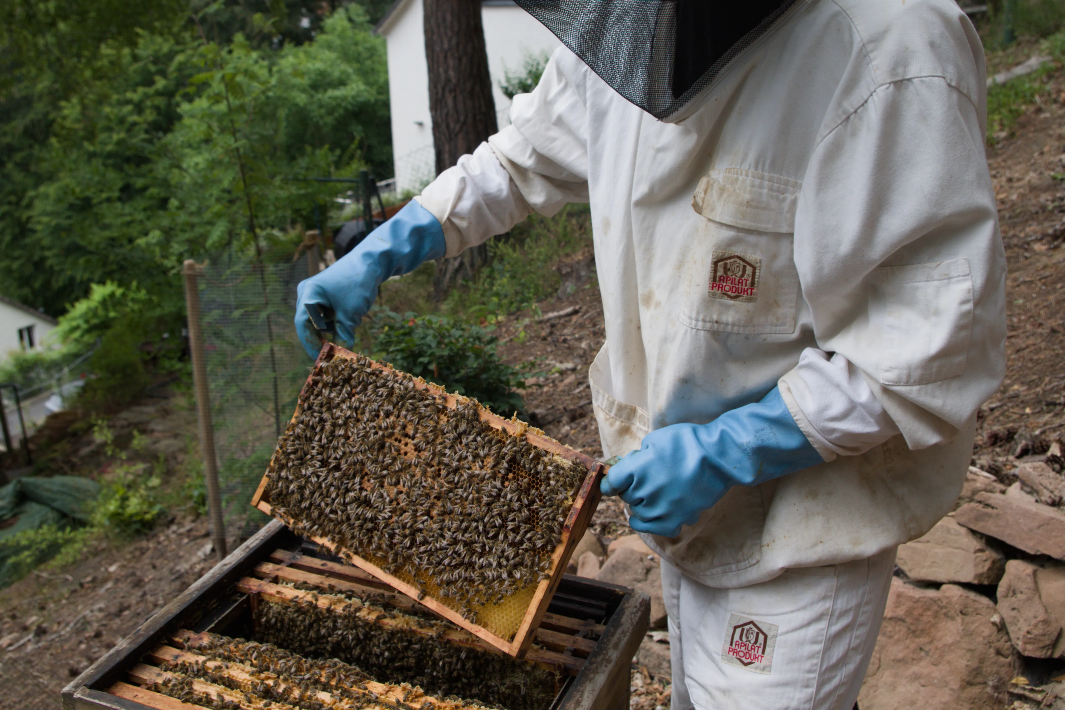 Arbeit an einem Bienenvolk. Inspektion einer Brutwabe.