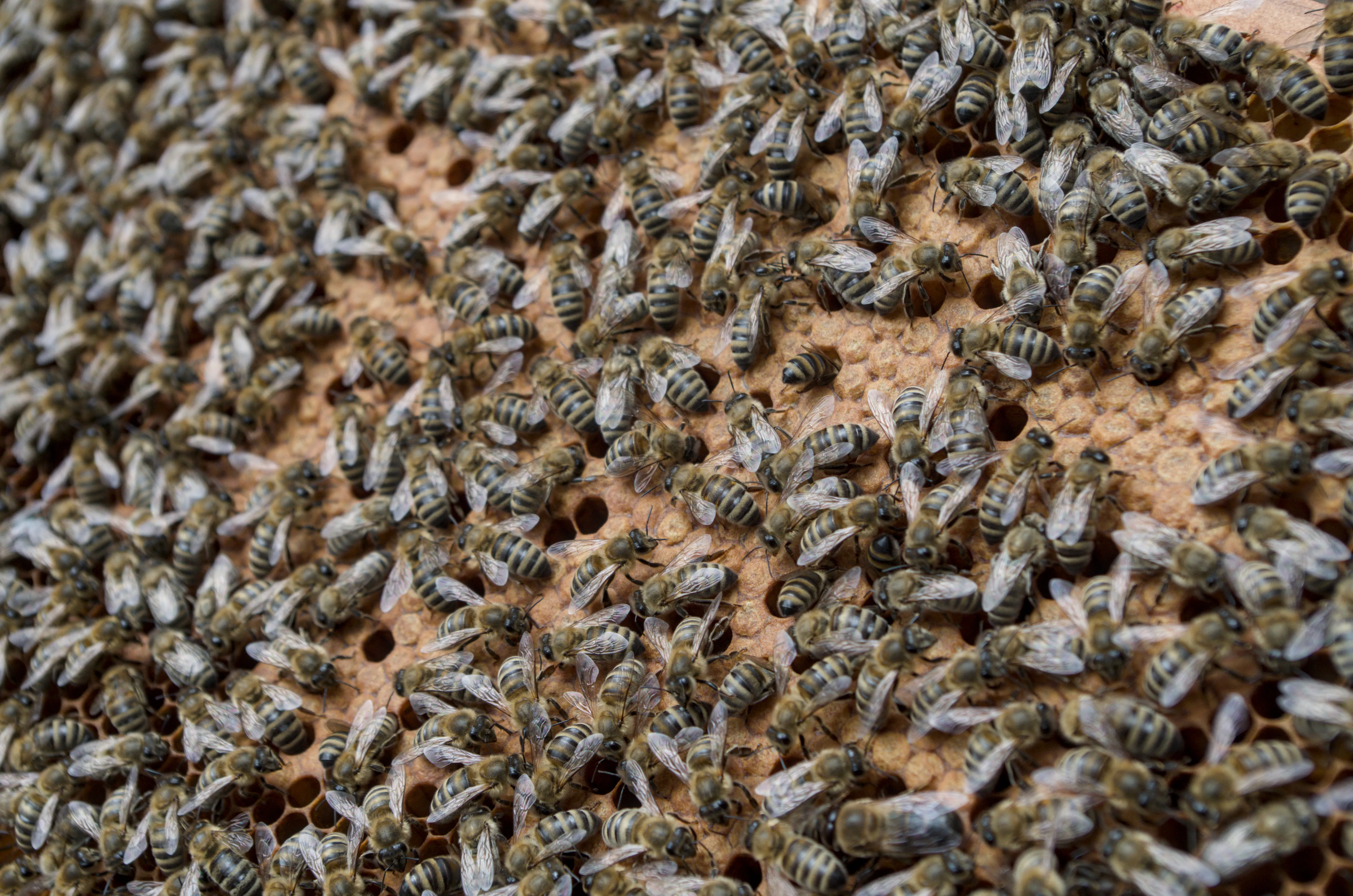 Eine Brutwabe mit Bienen. In den verdeckelten Zellen befinden sich die Bienenlarven. Auf der Wabe sitzen die Bienen und pflegen die Brut.