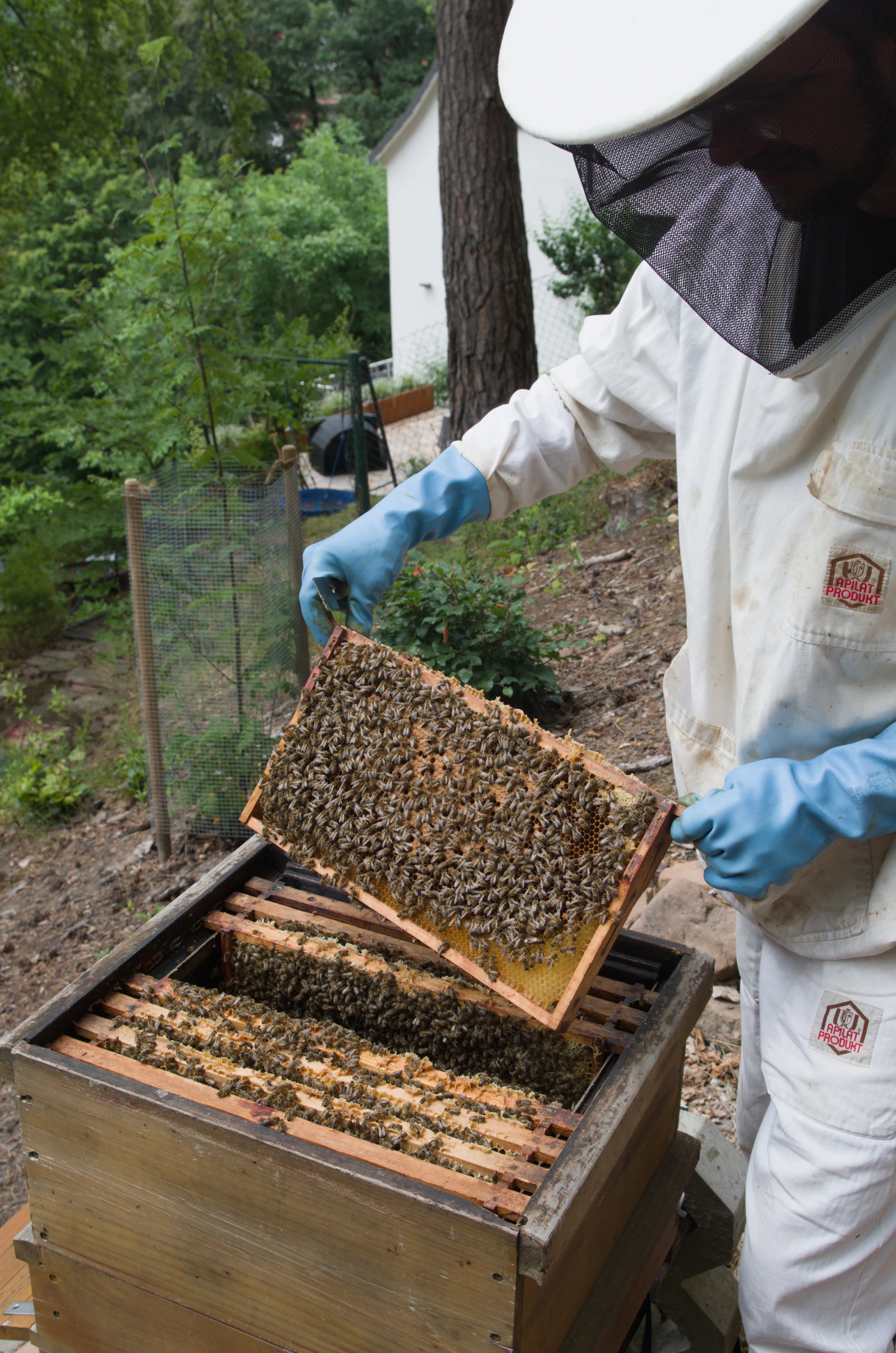 Arbeit an einem Bienenvolk. Inspektion einer Brutwabe. (Porträt)