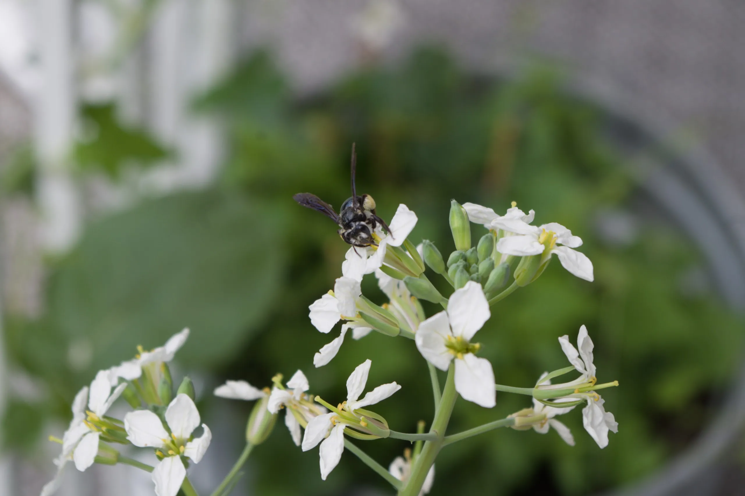 Blauschiller-Sandbiene auf Radieschenblüte