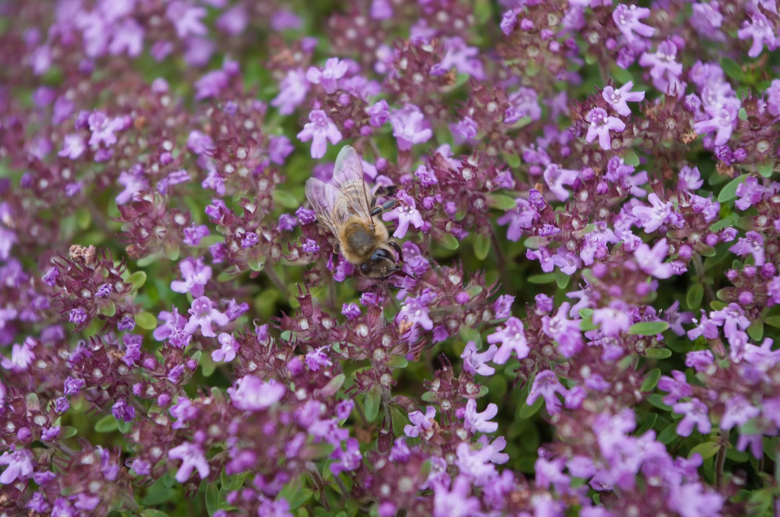 Honigbiene auf Polster-Thymian