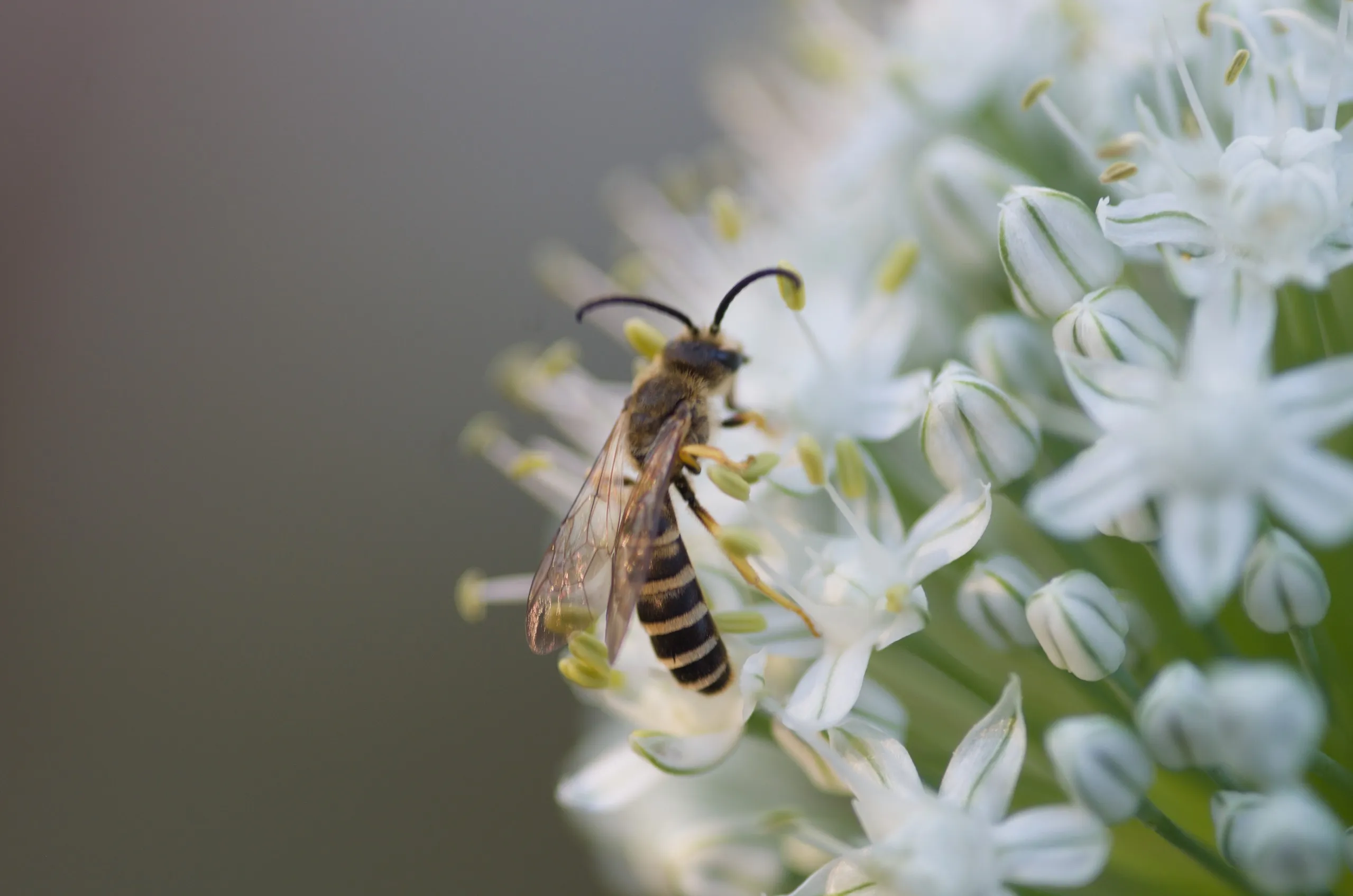 Gelbbindige Furchenbiene auf einer Zwiebelblüte