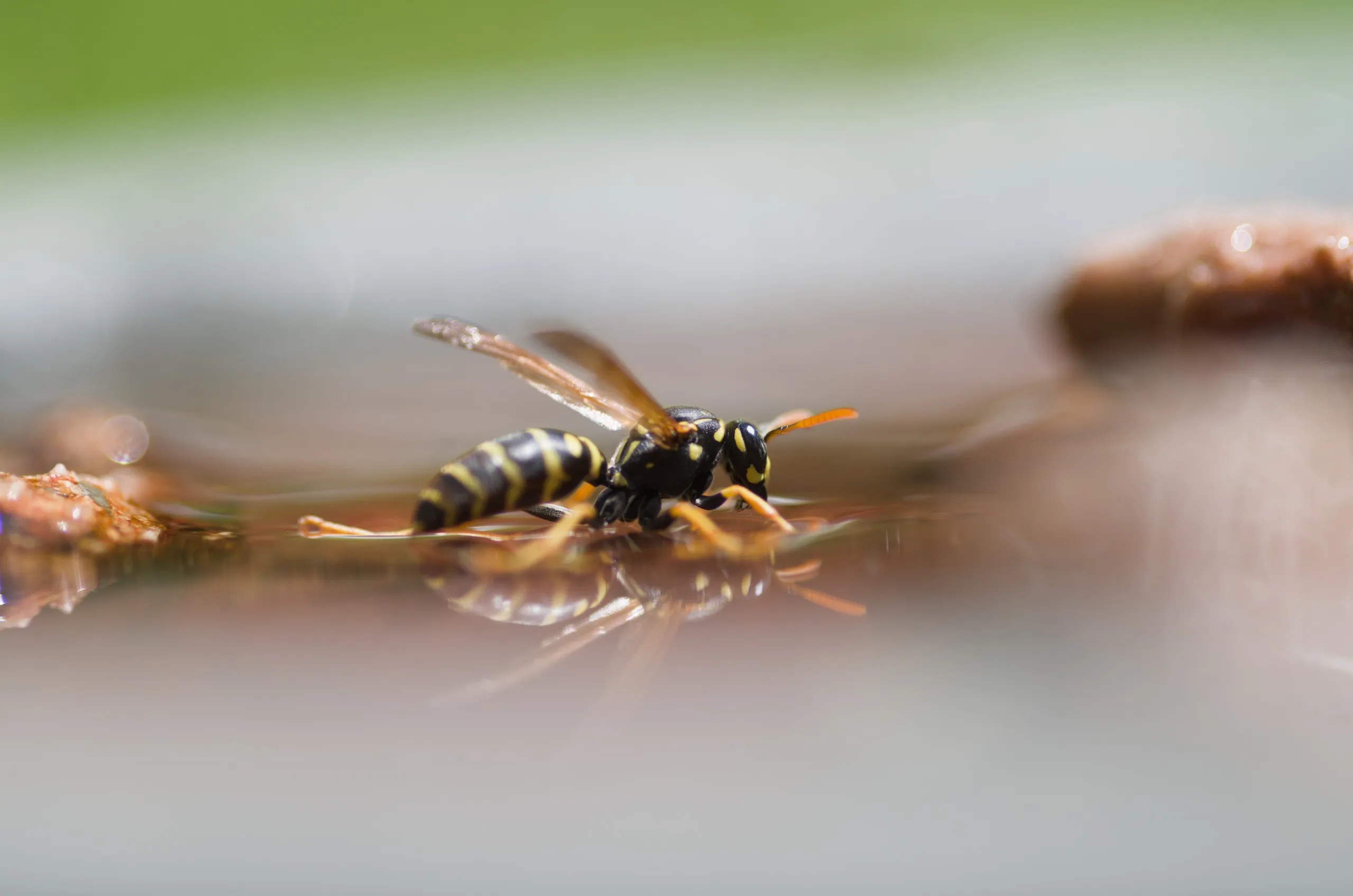Feldwespe an der Insektentränke
