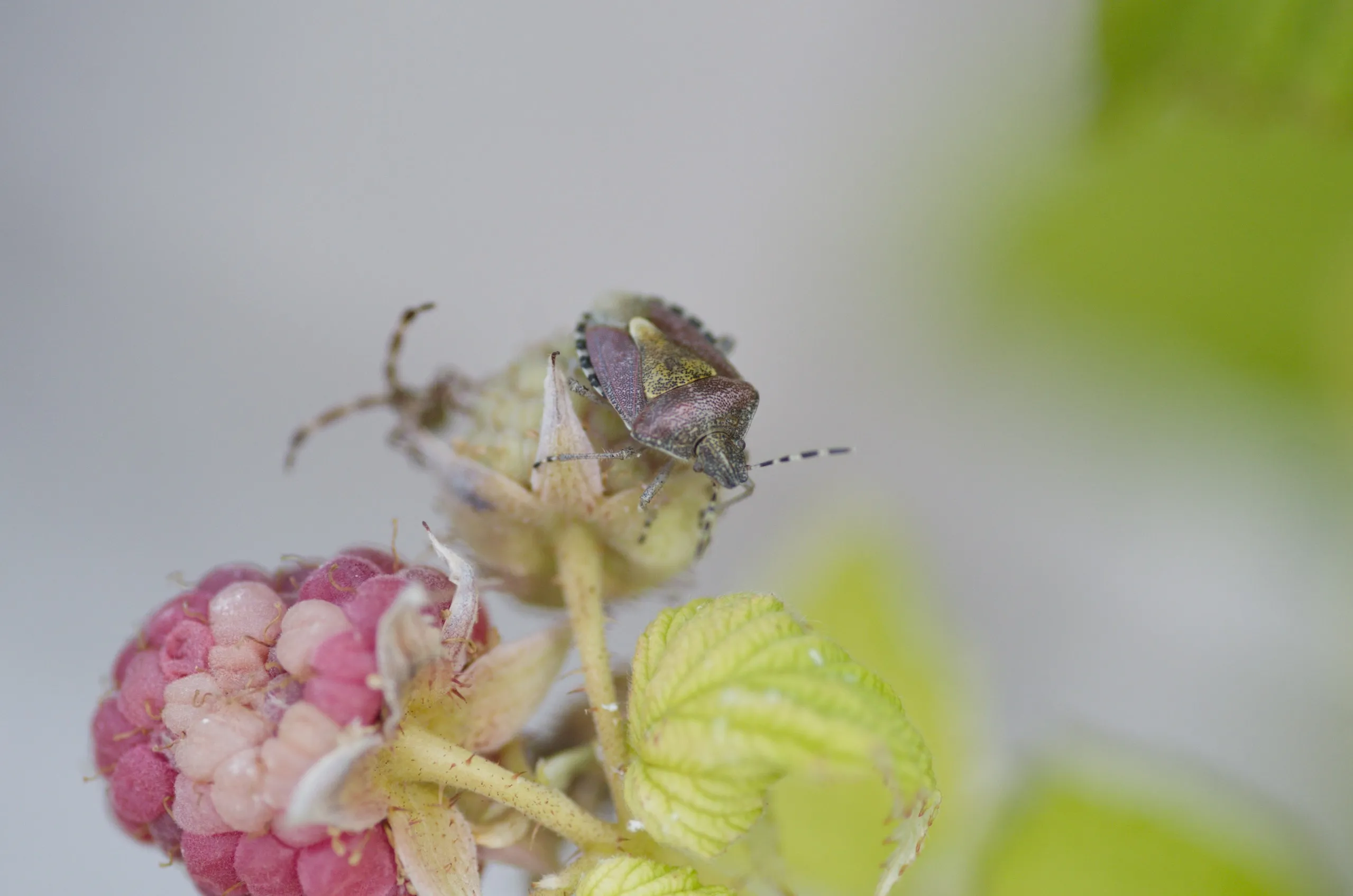 Beerenwanzen auf einer Himbeere
