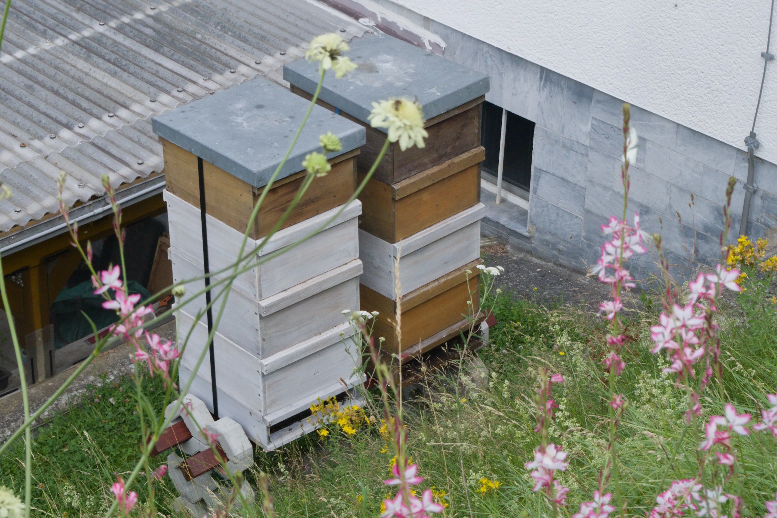 Zwei Bienenstöcke in der Marbach