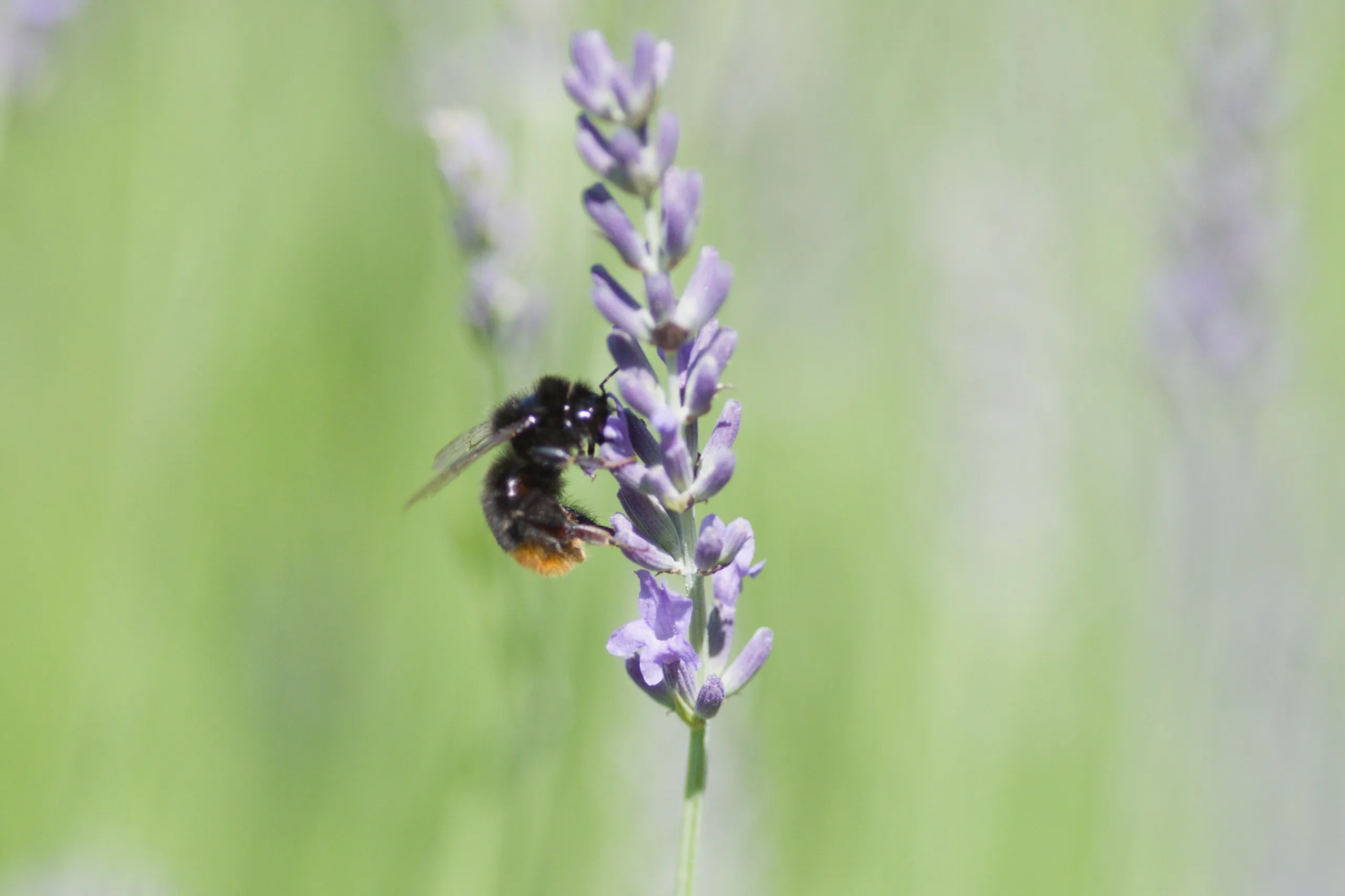 Steinhummel auf Lavendelblüte