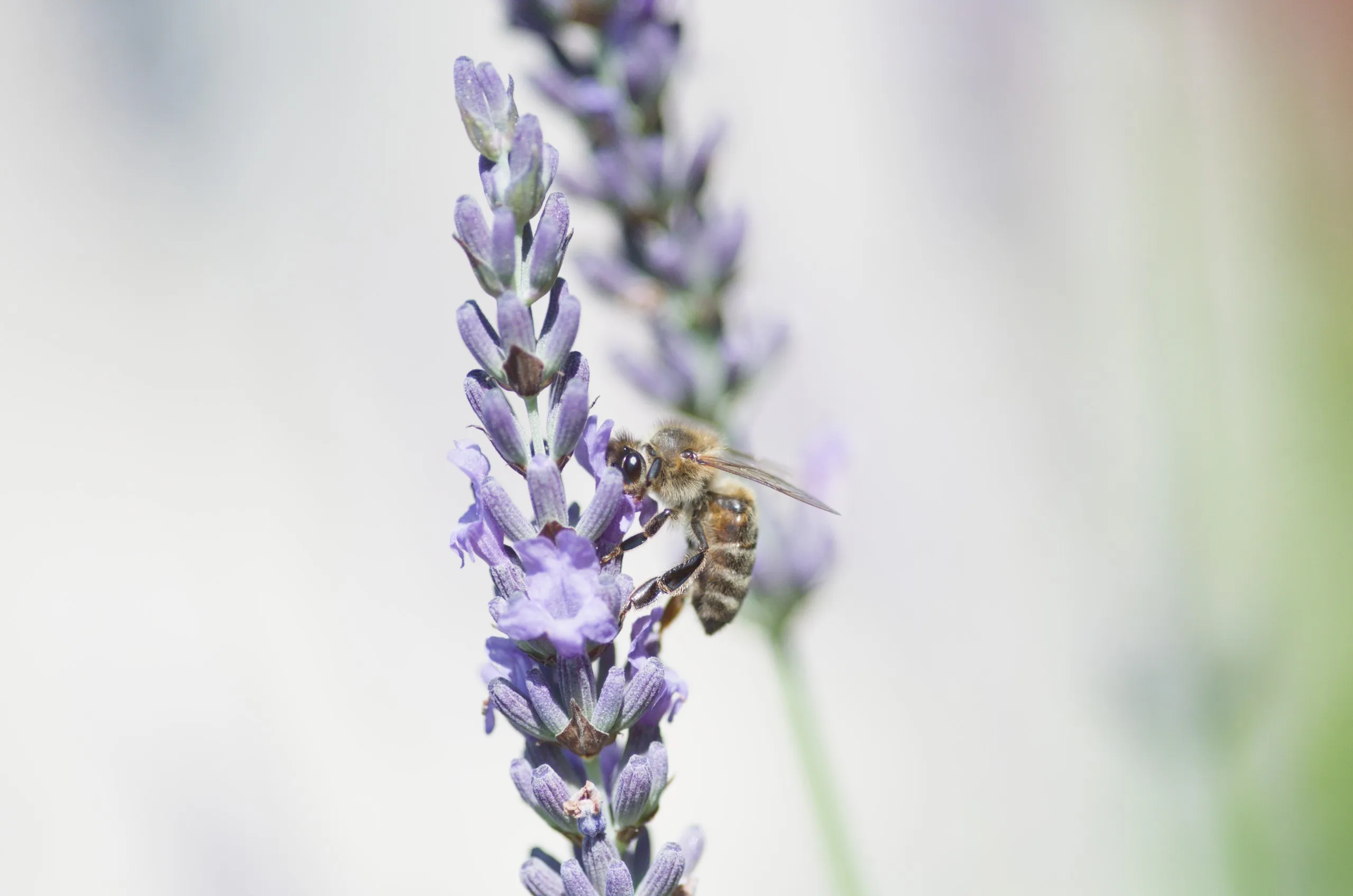 Honigbiene auf Lavendelblüte