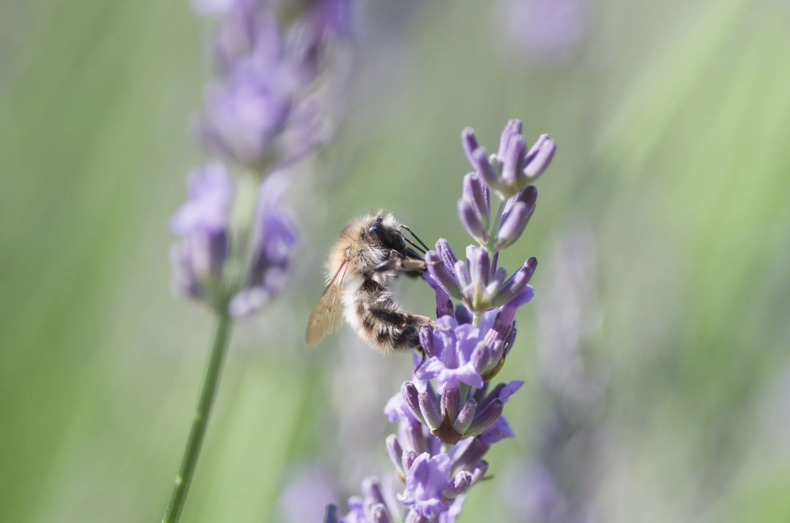 Ackerhummel auf Lavendel