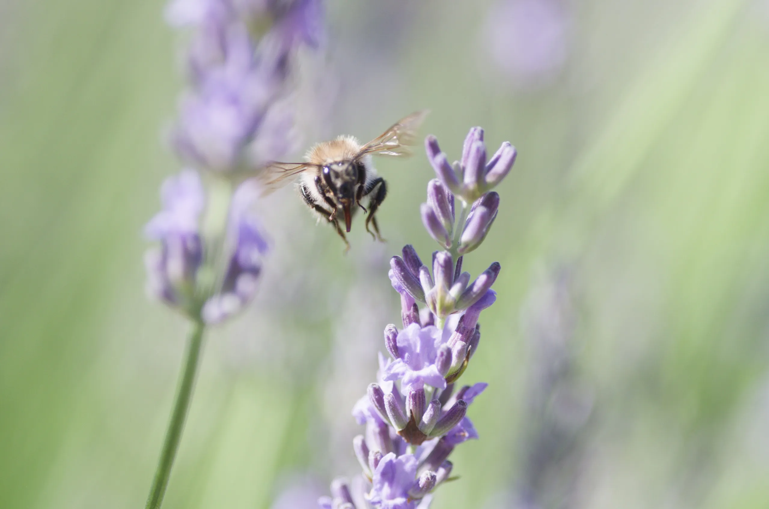 Ackerhummel beim Anflug an eine Lavendelblüte