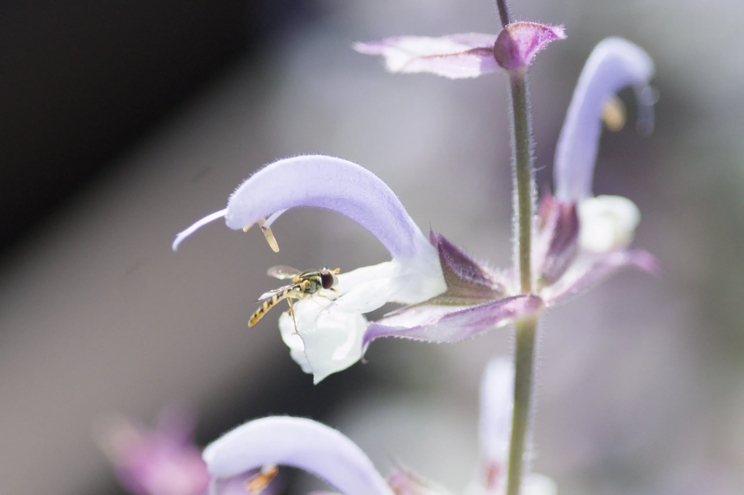 Schwebfliege auf Muskattellersalbei