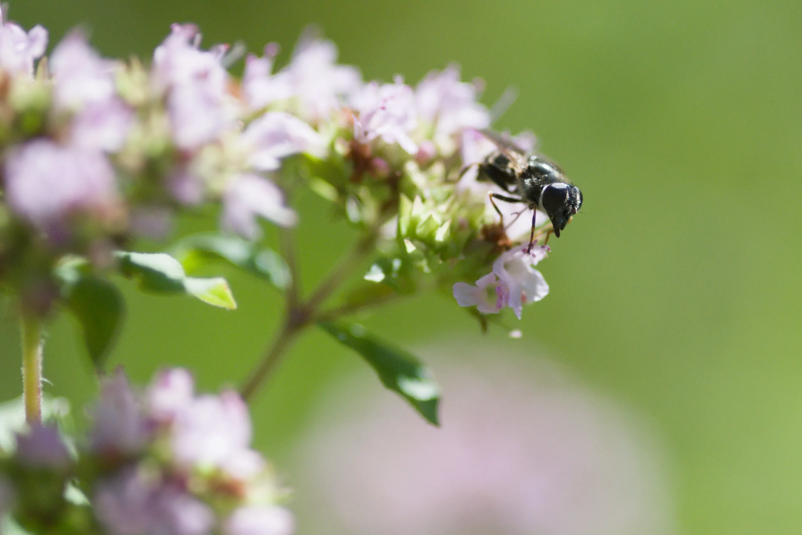 Fliege auf Oregano