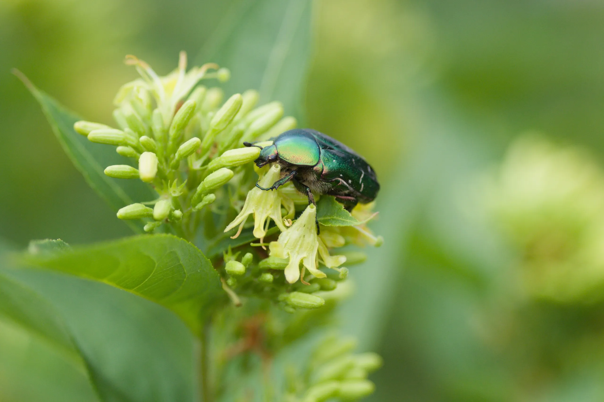 Rosenkäfer auf Buschgeißblatt