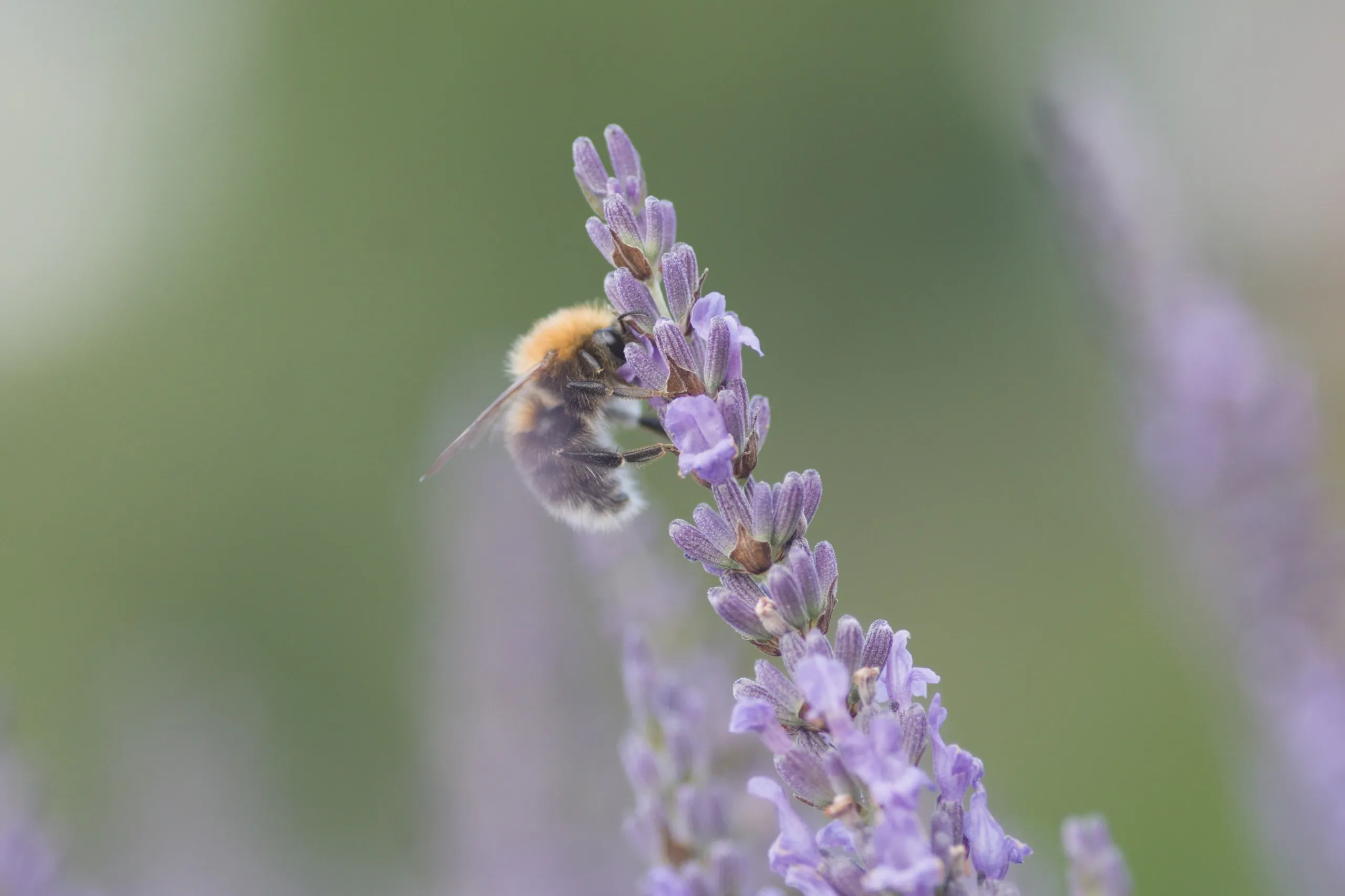 Baumhummel auf Lavendel