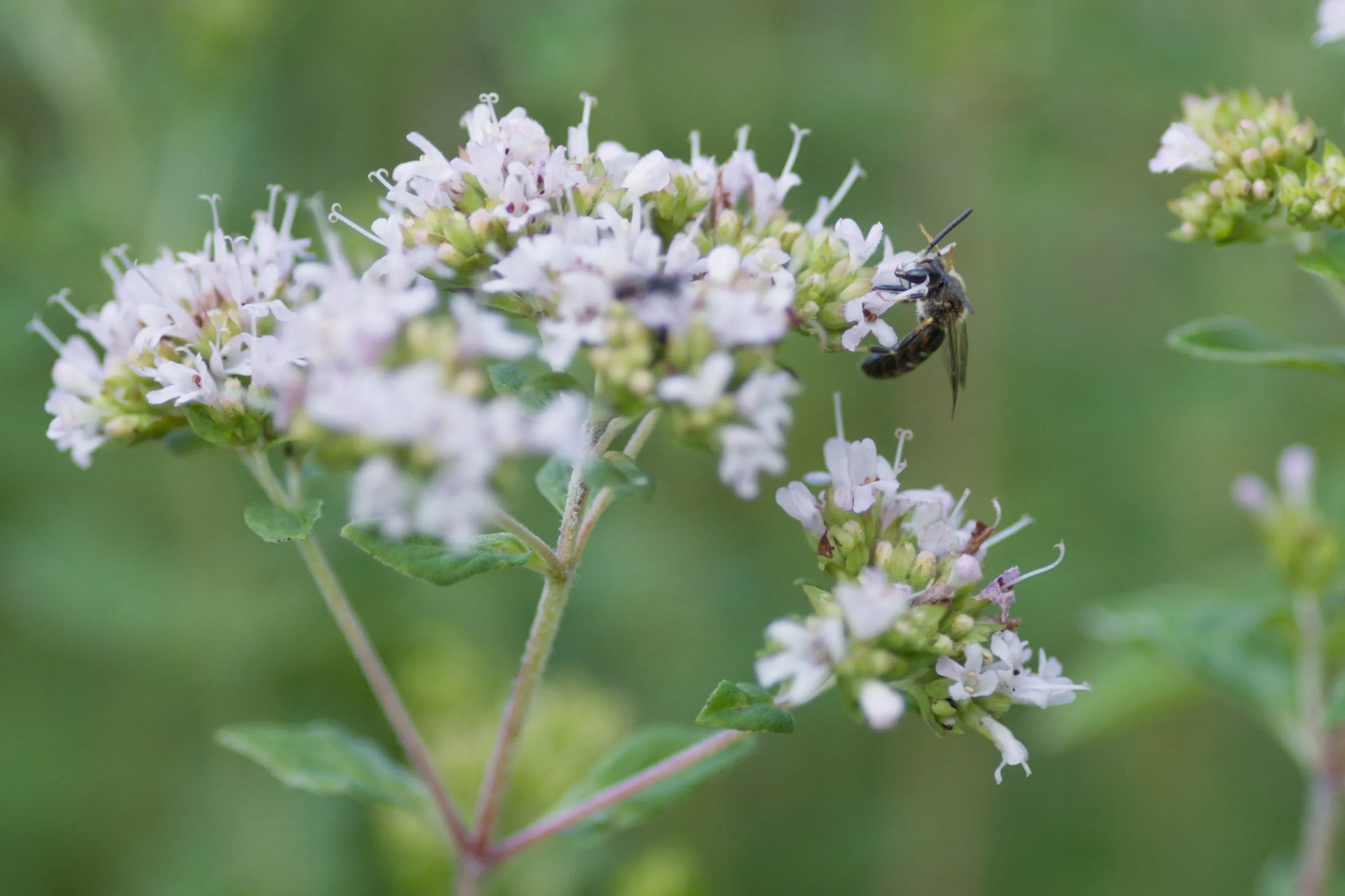 Schmalbiene auf Oregano