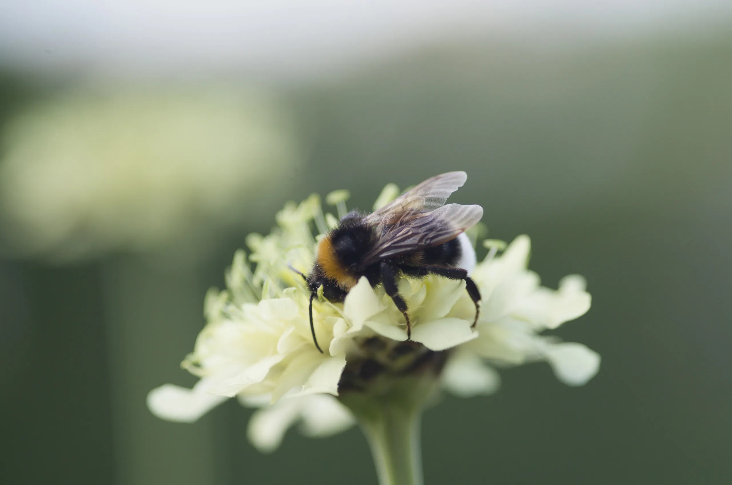 Erdhummel auf Riesenskabiose