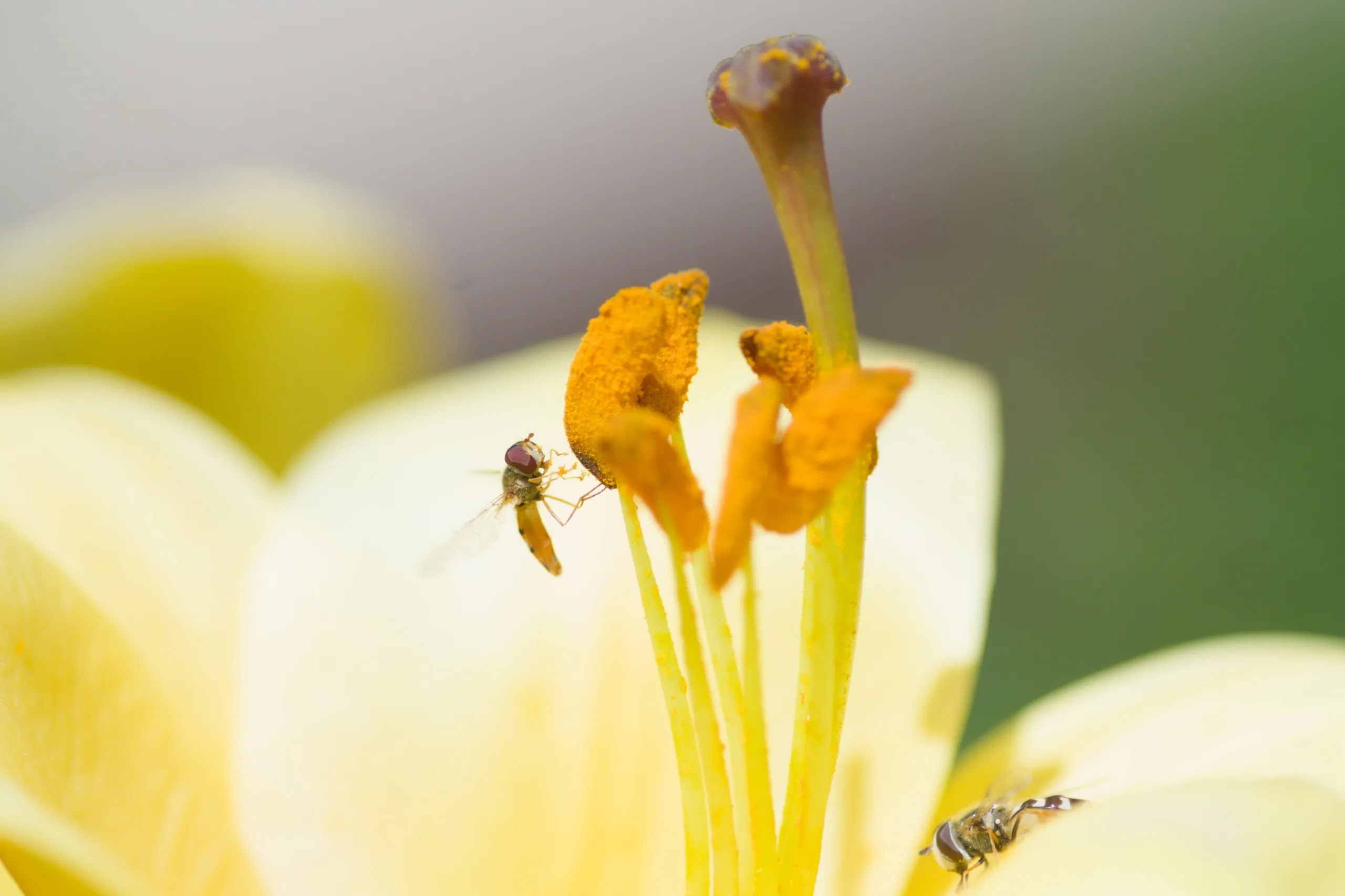 Schwebfliegen auf einer Lilie