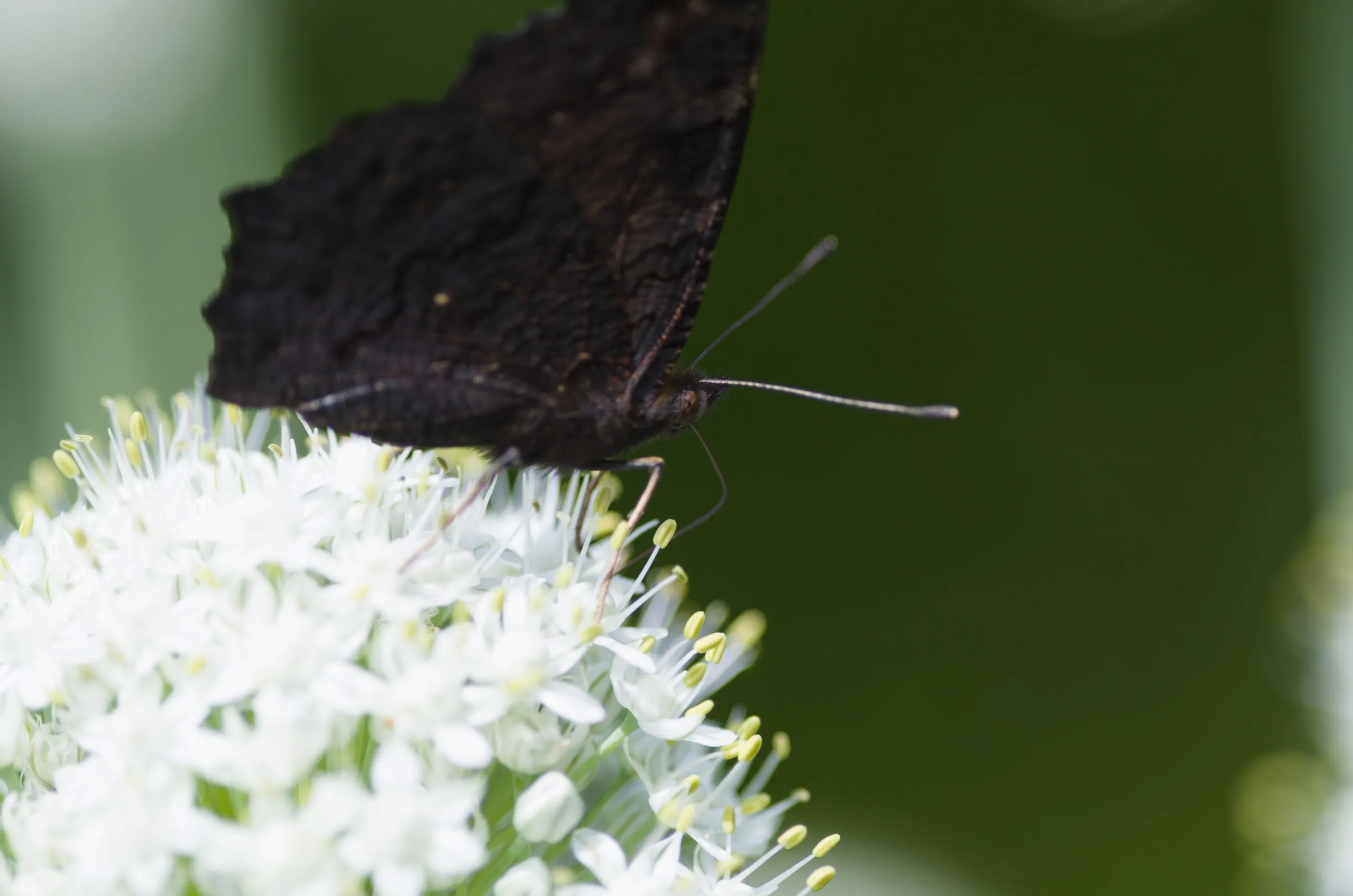 Tagpfauenauge auf Zwiebelblüte
