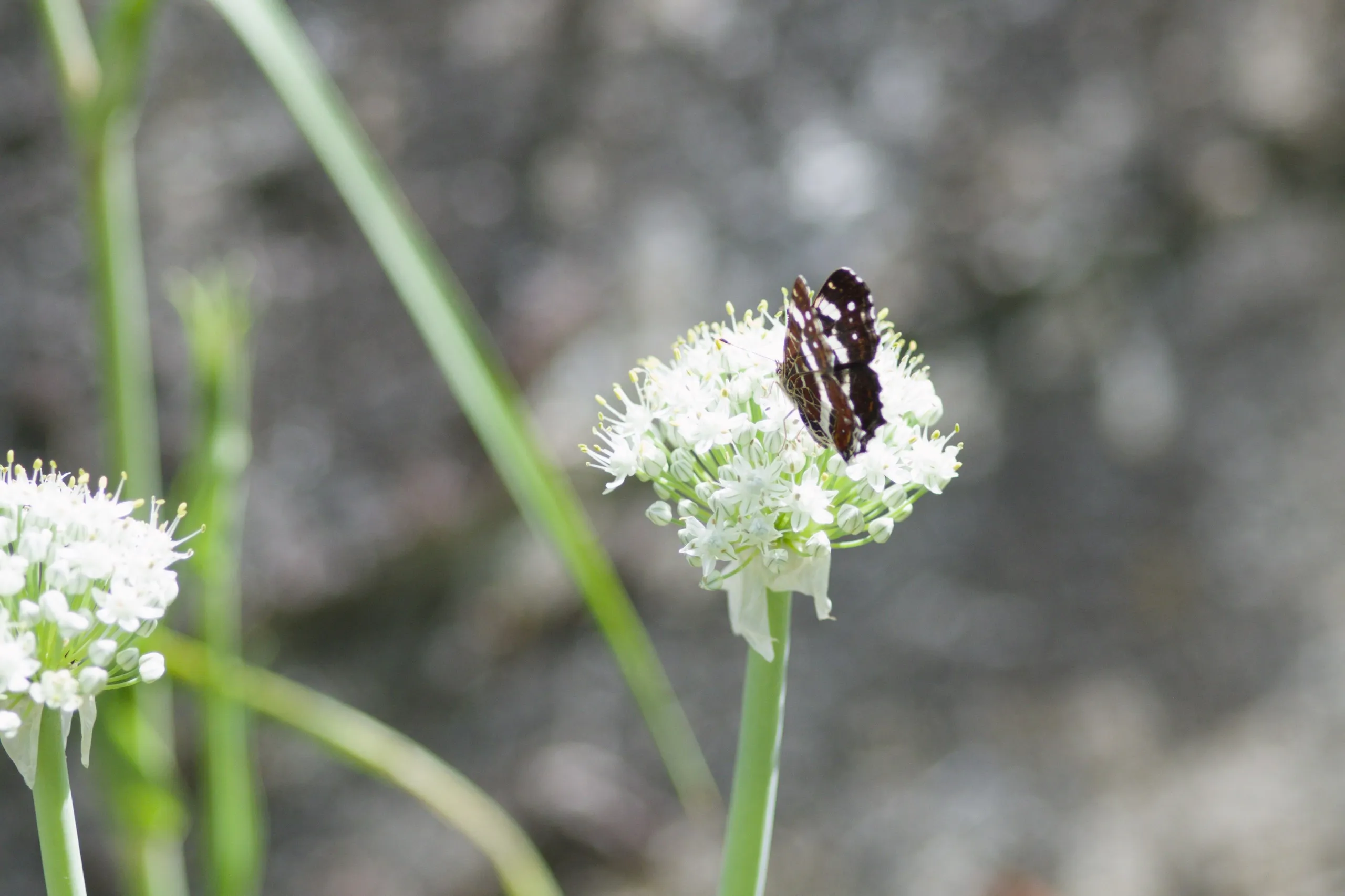Landkärtchen auf Zwiebelblüte