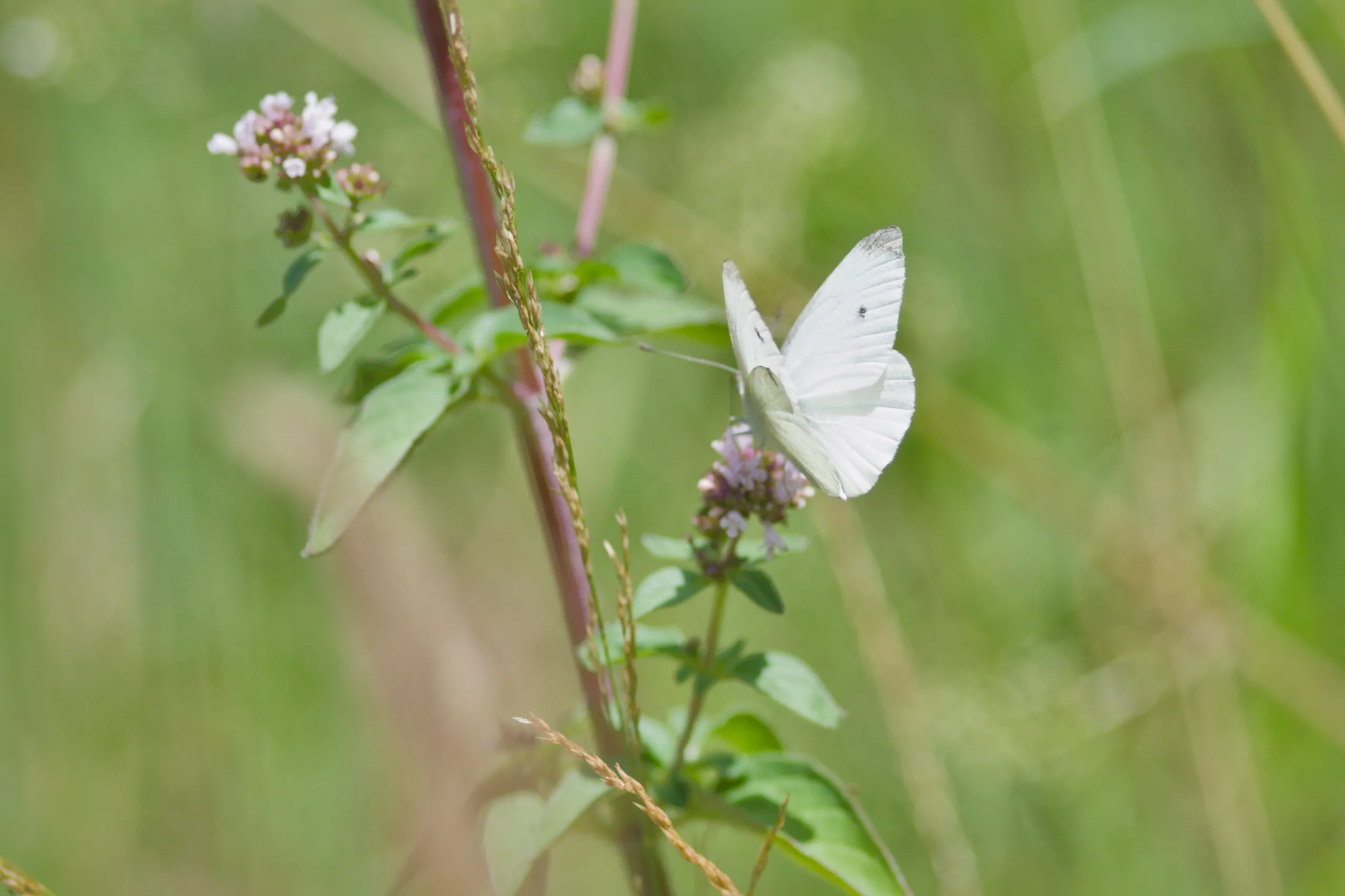 Kohlweißling auf Oregano