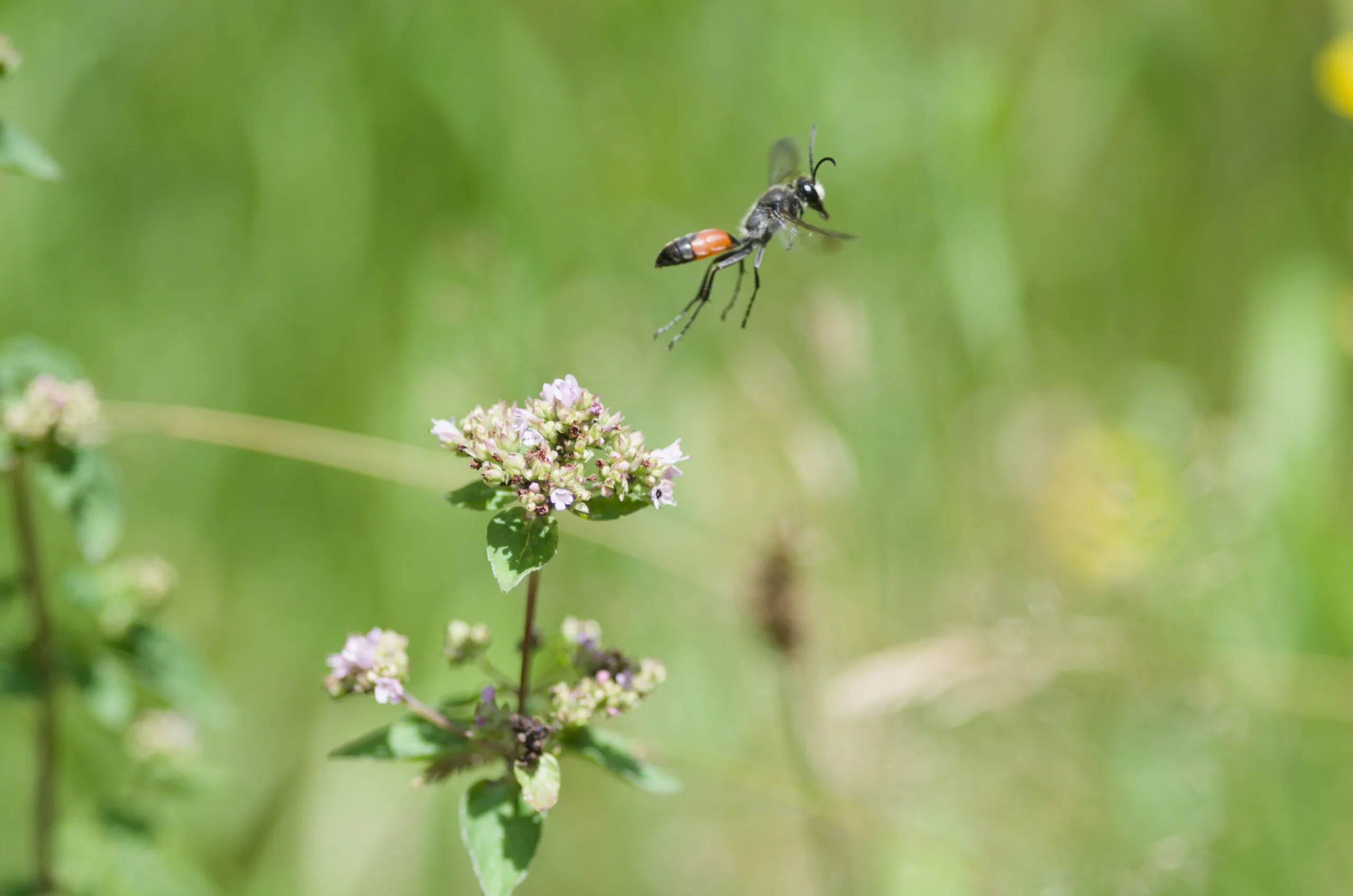 Große Heuschrecken-Sandwespe auf Oregano