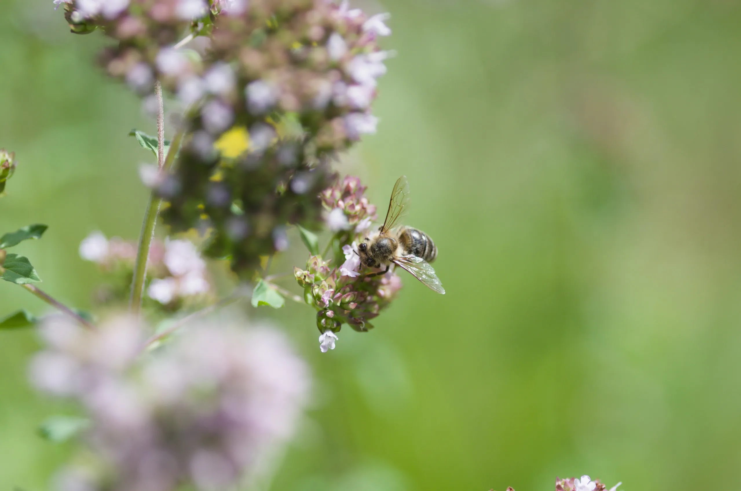 Honigbiene auf Oregano
