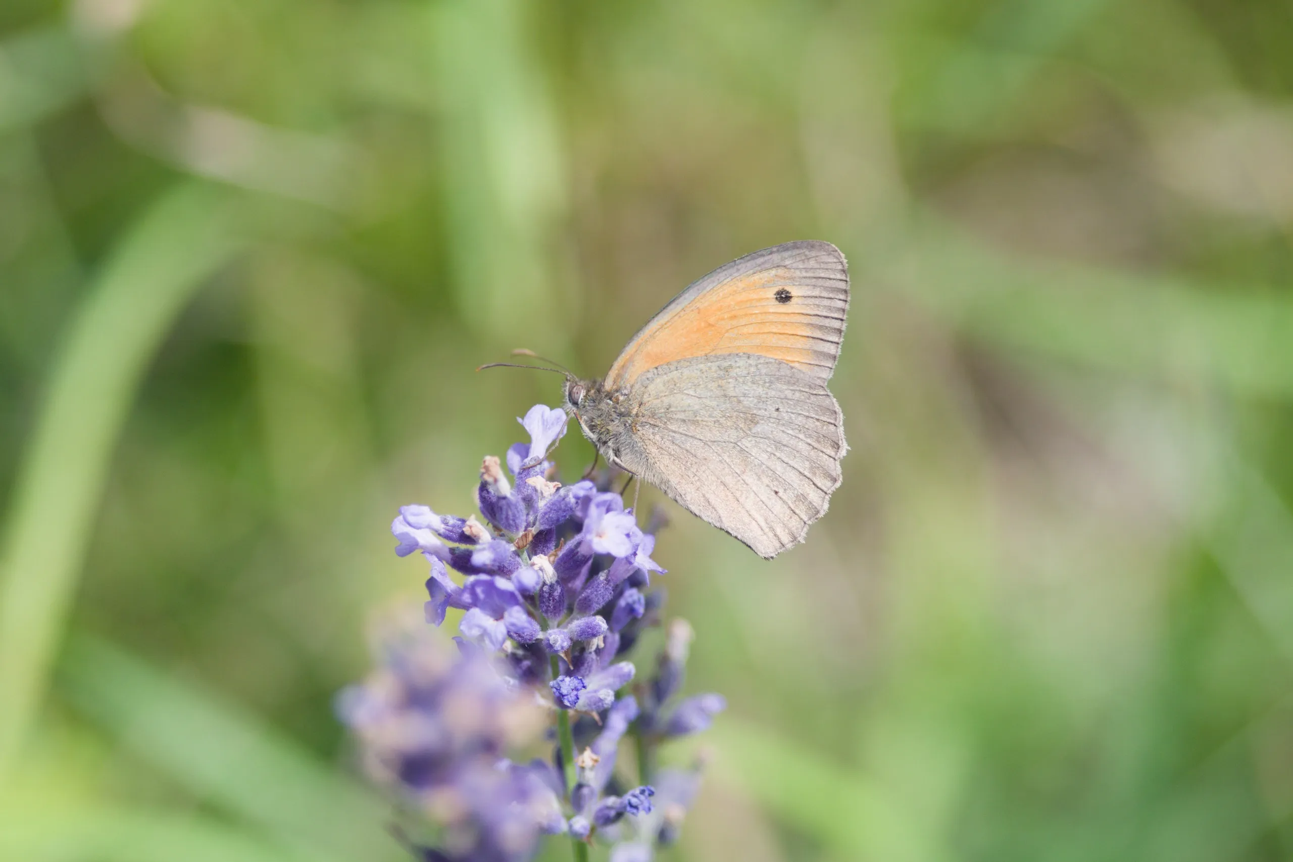 Großes Ochsenauge auf Lavendel