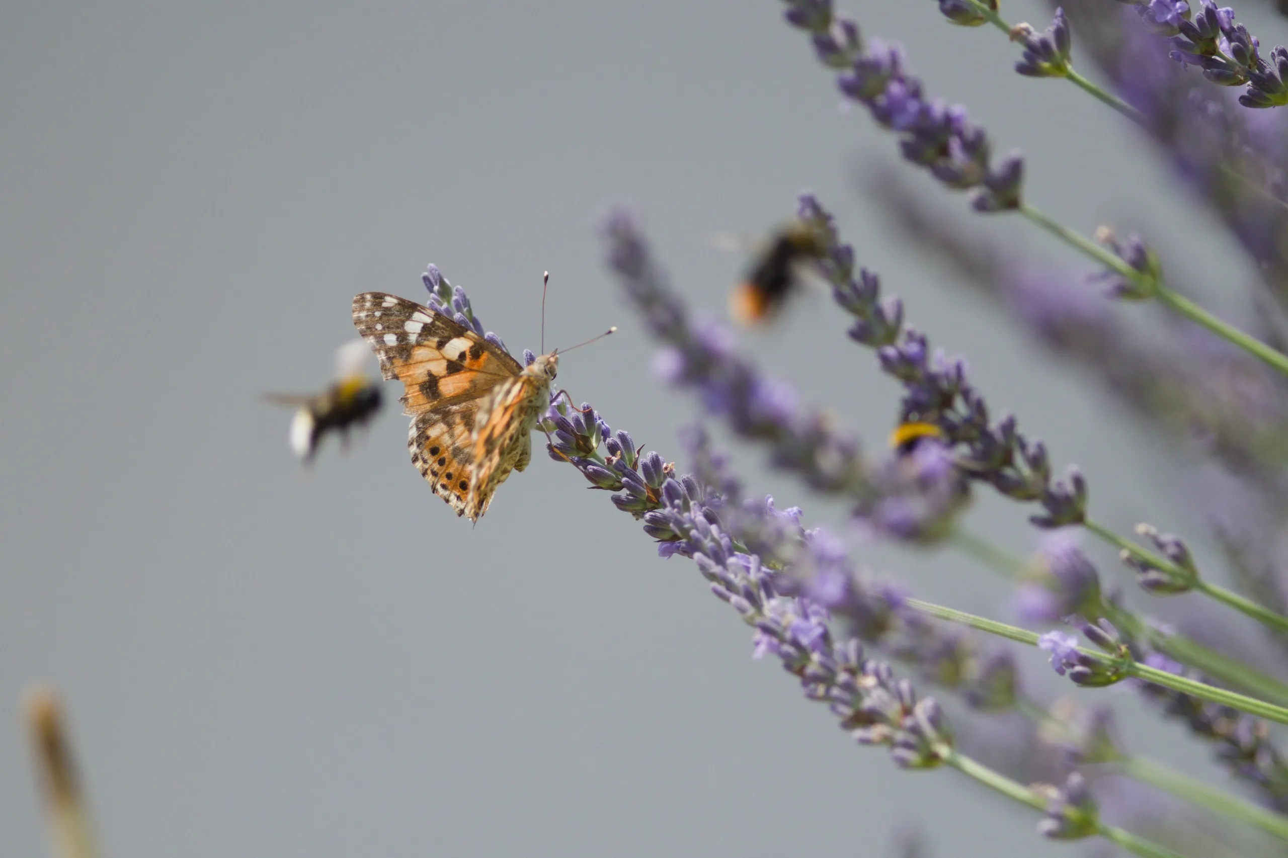 Distelfalter und Hummeln auf Lavendel