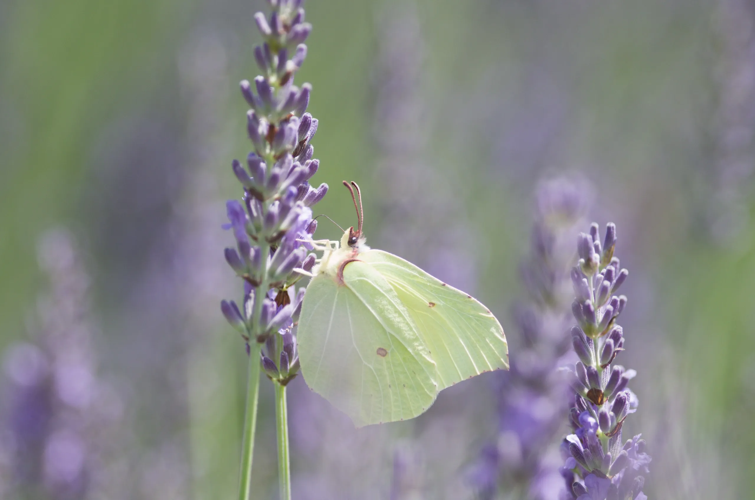 Zitronenfalter auf Lavendel