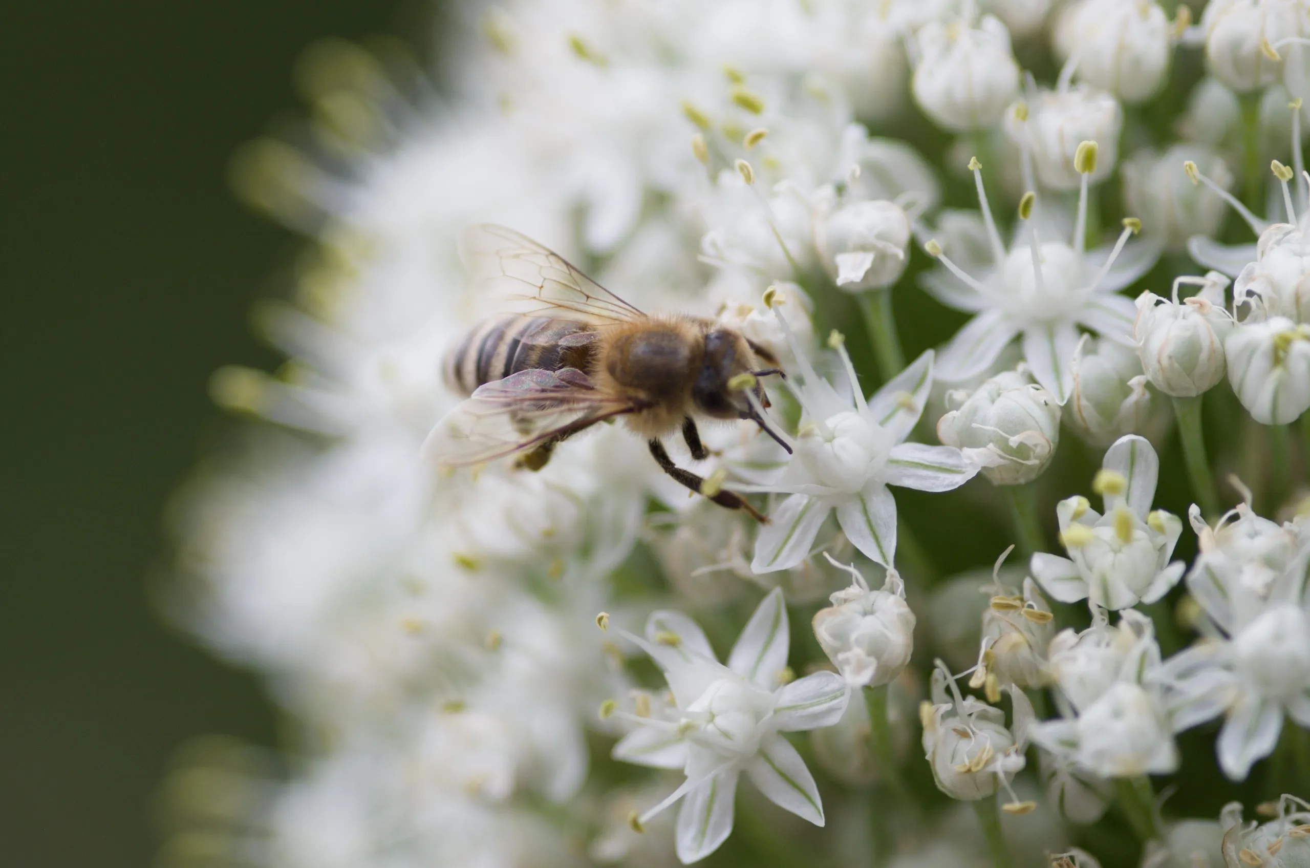 Honigbiene auf Zwiebelblüte