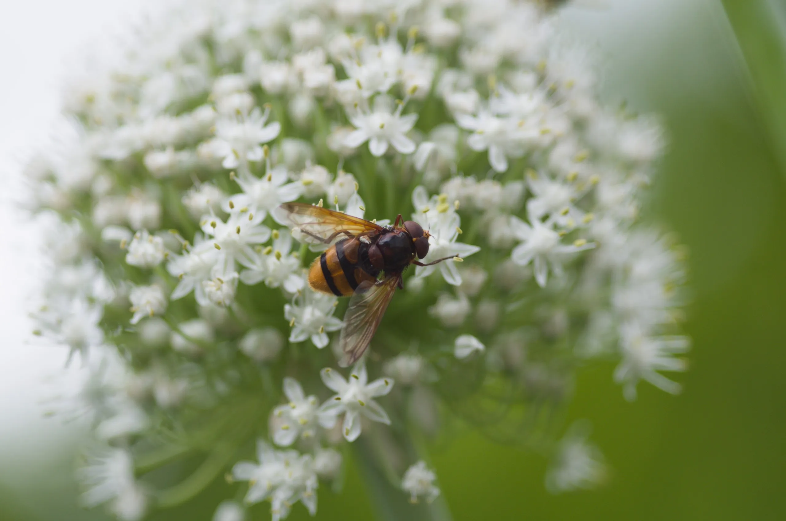 Hornissenschwebfliege auf Zwiebelblüte