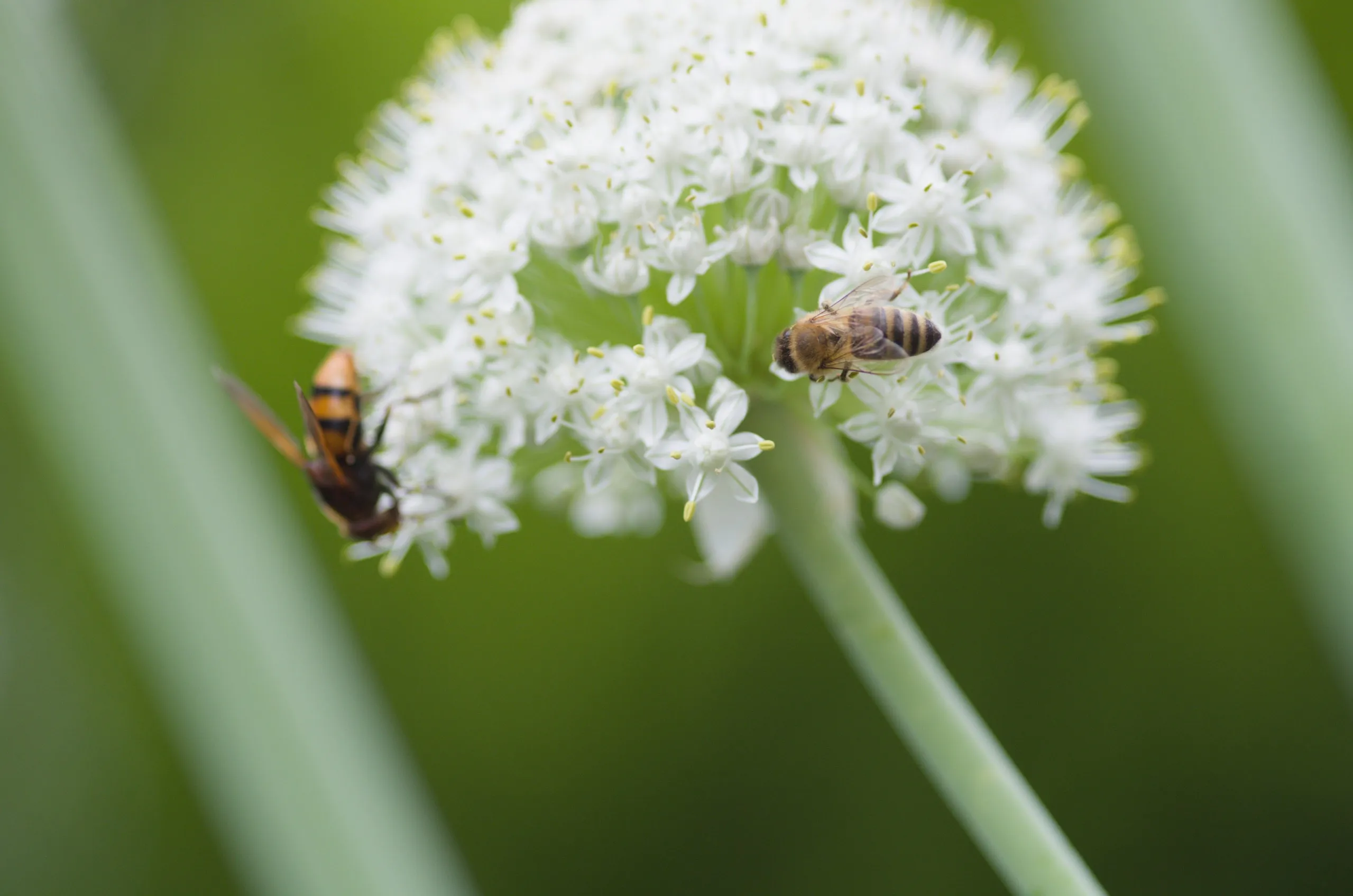 Honigbiene und Hornissenschwebfliege auf Zwiebelblüte