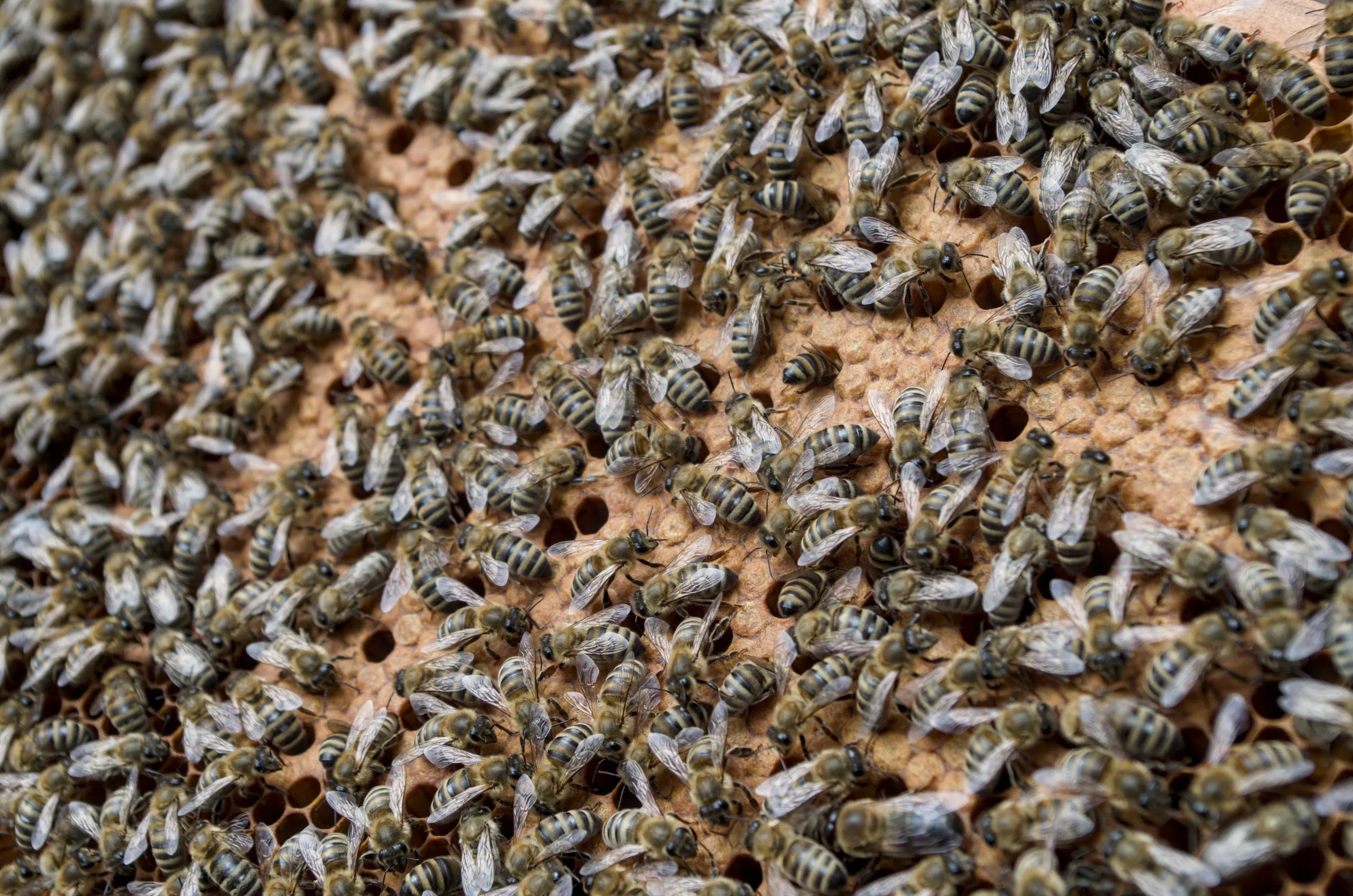 Brutwabe mit Honigbienen