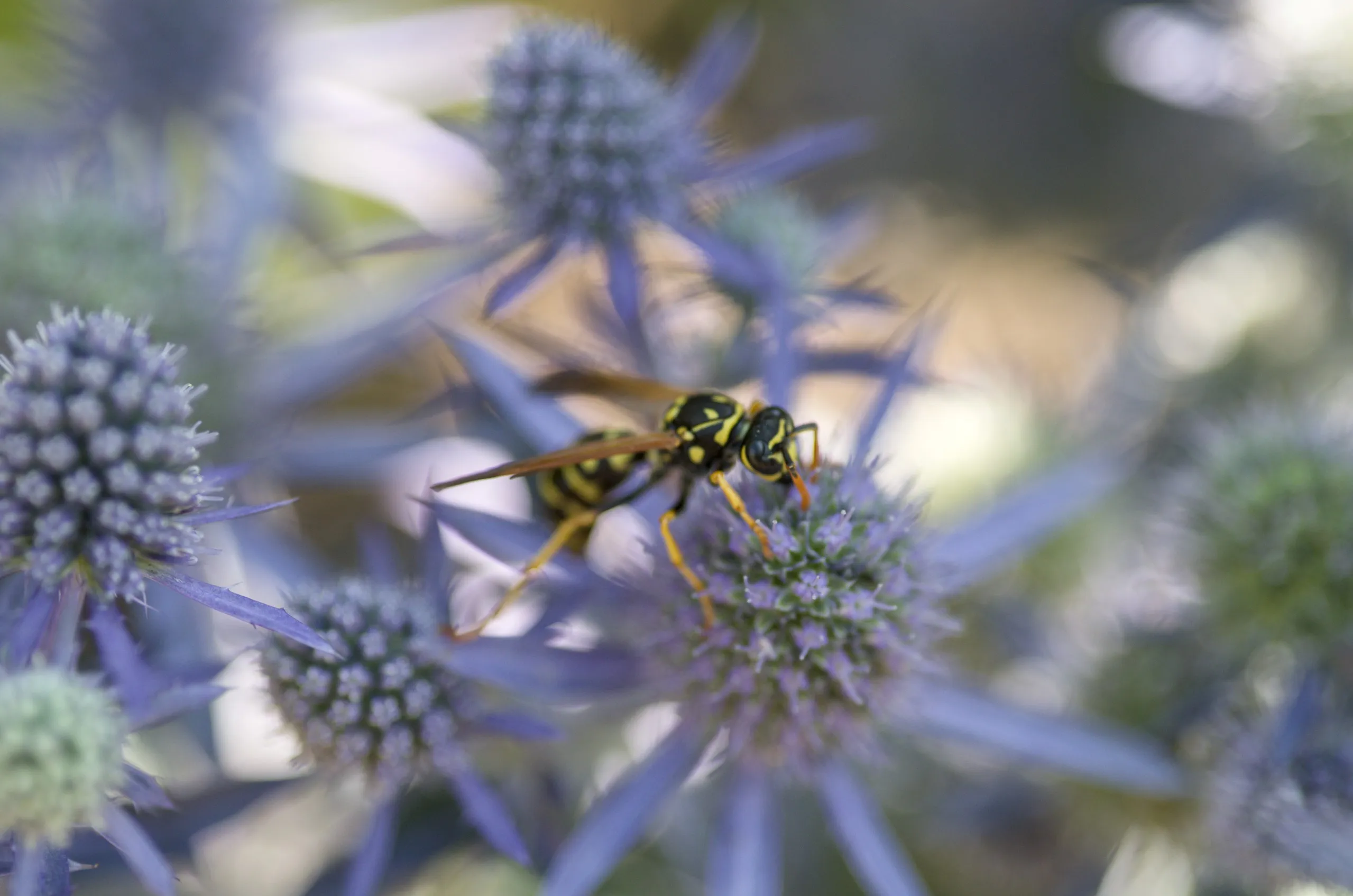 Feldwespe auf Edel-Distel