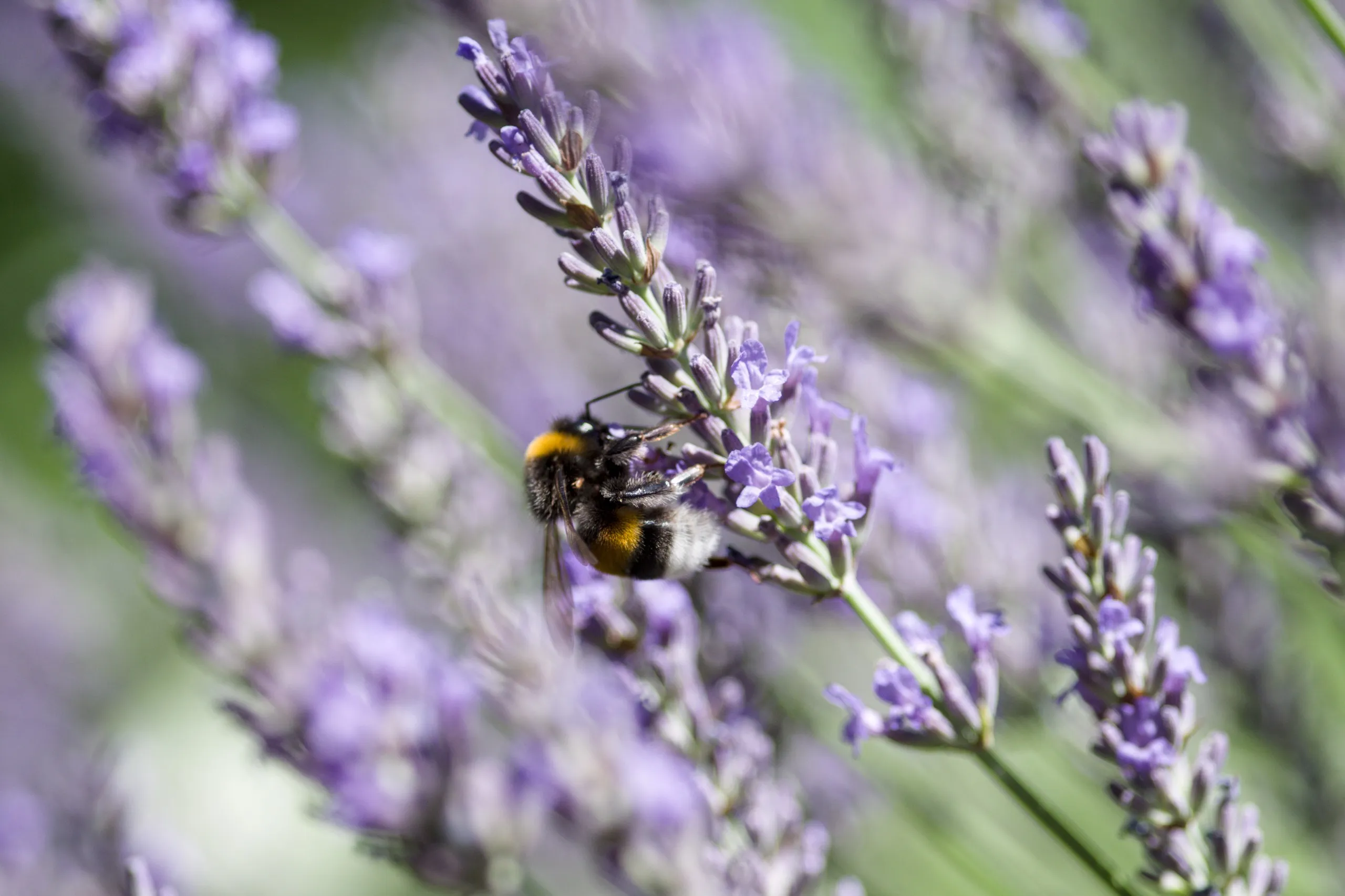 Erdhummel auf Lavendel