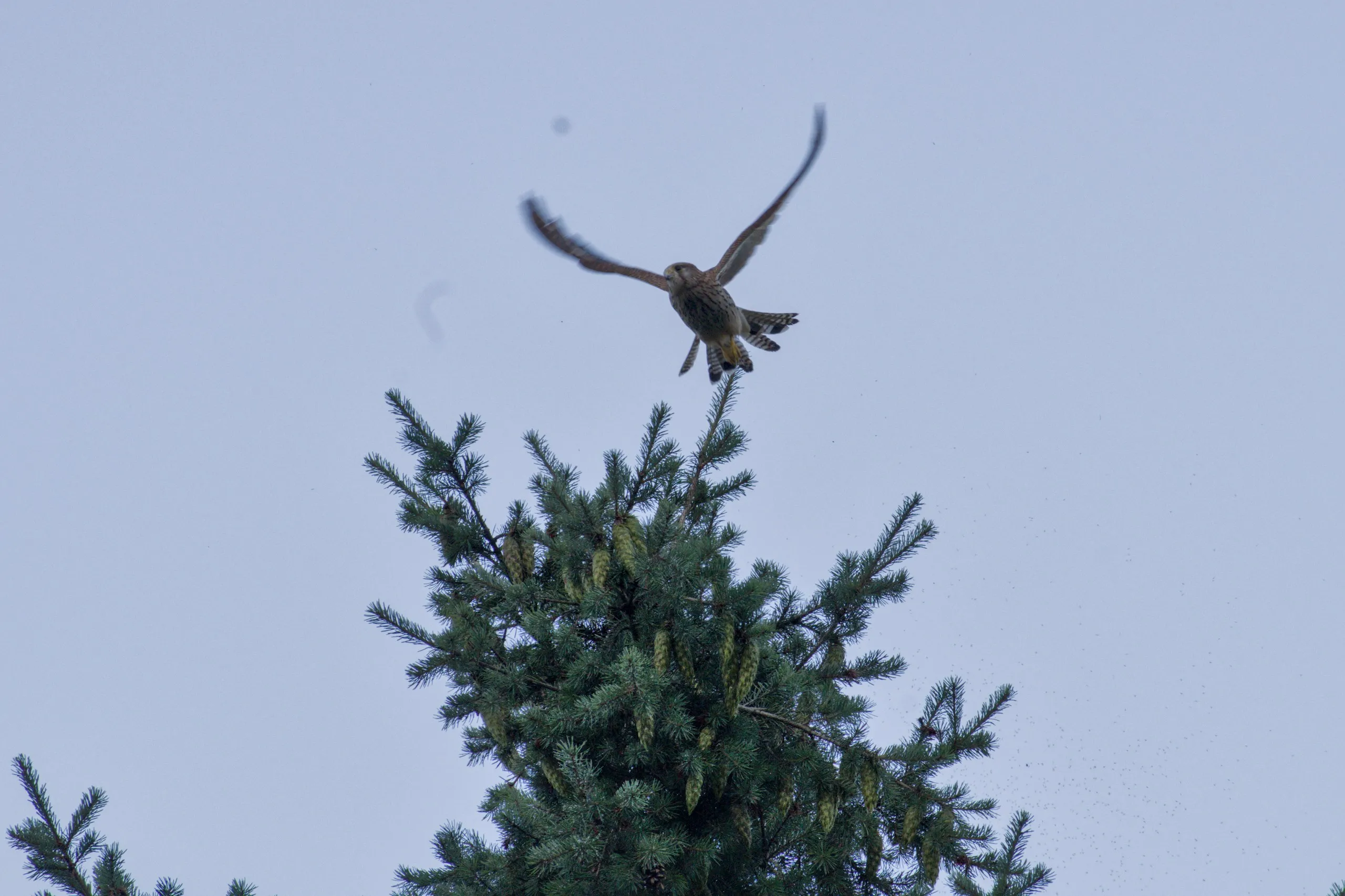 Turmfalke über dem Bienenstand