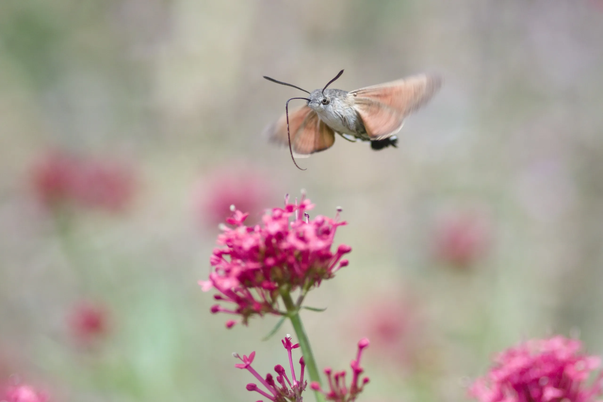 Taubenschwänzchen an Spornblume