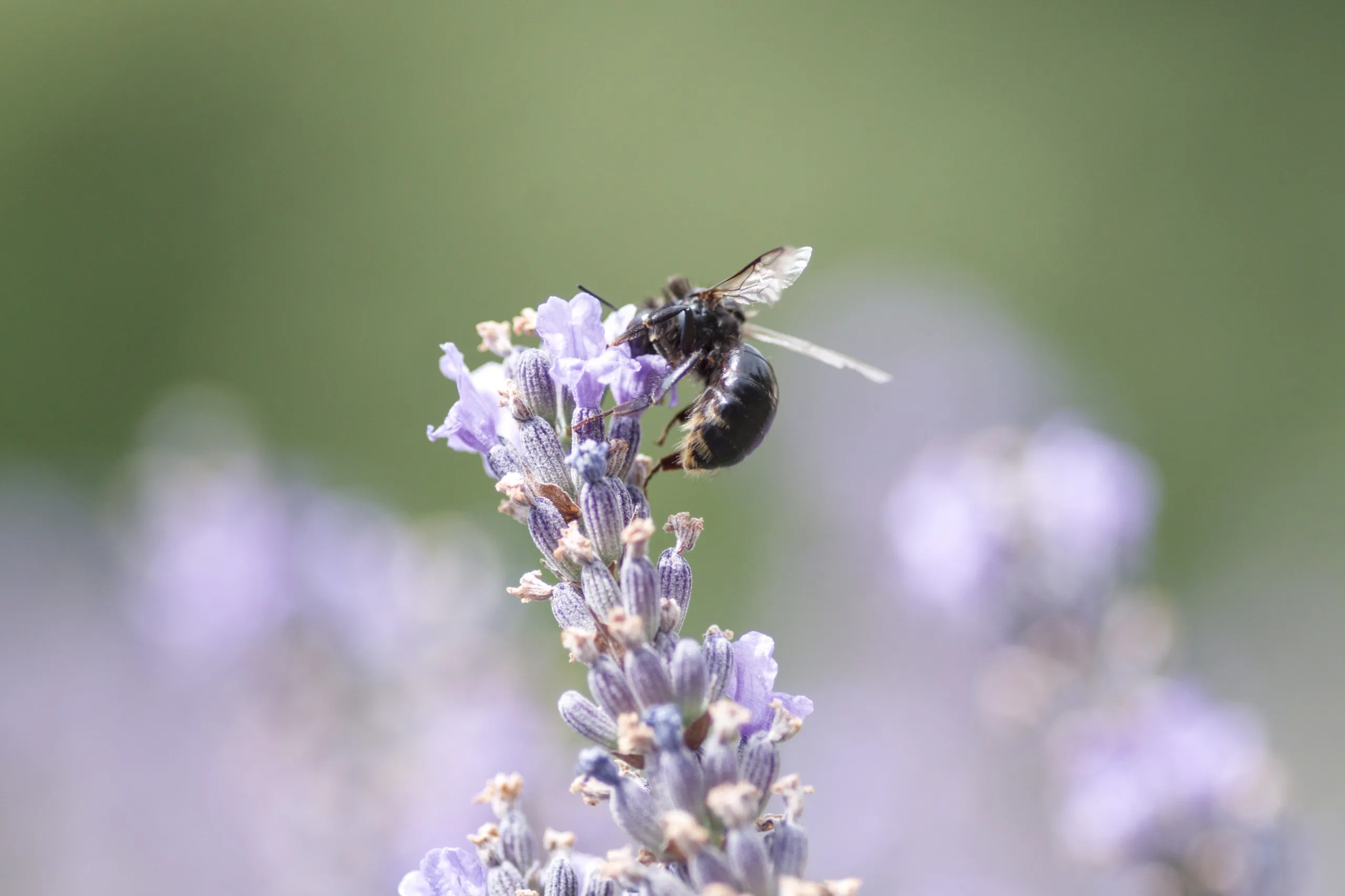 Dunkel gefärbte Wildbiene auf Lavendel