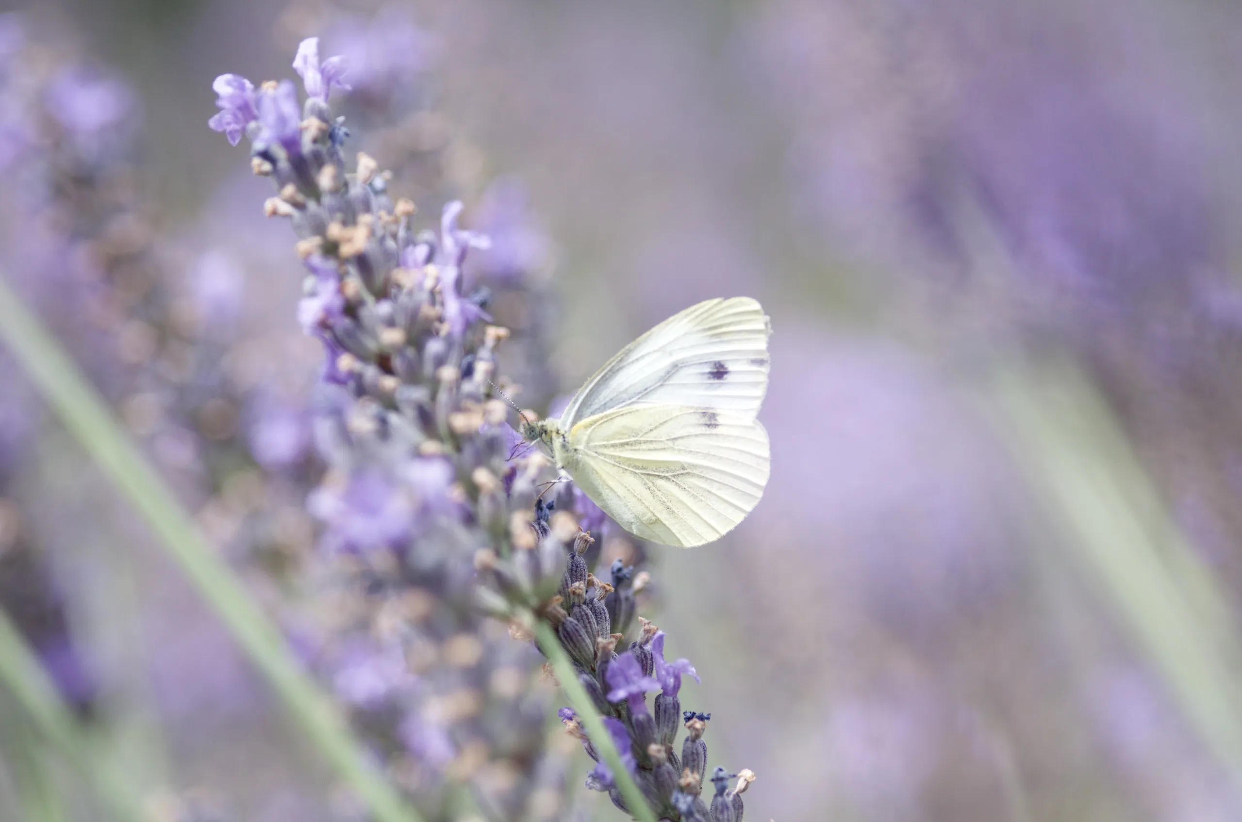 Kleiner Kohlweißling auf Lavendel