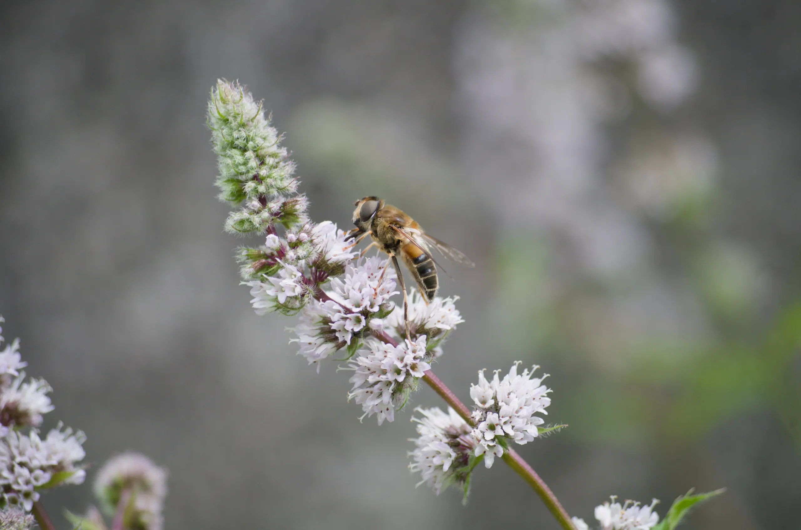 Schwebfliege auf blühender Minze