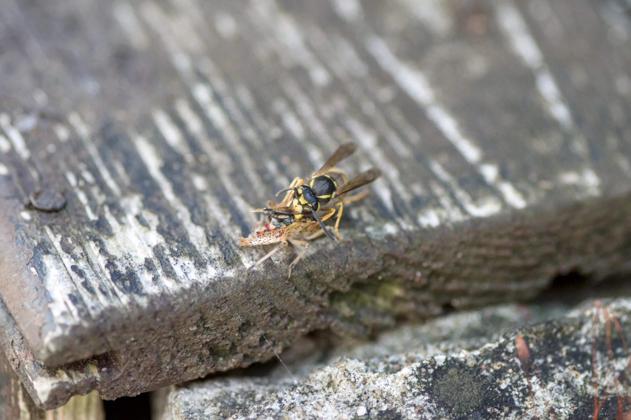 Wespe erbeutet eine Beerenwanze