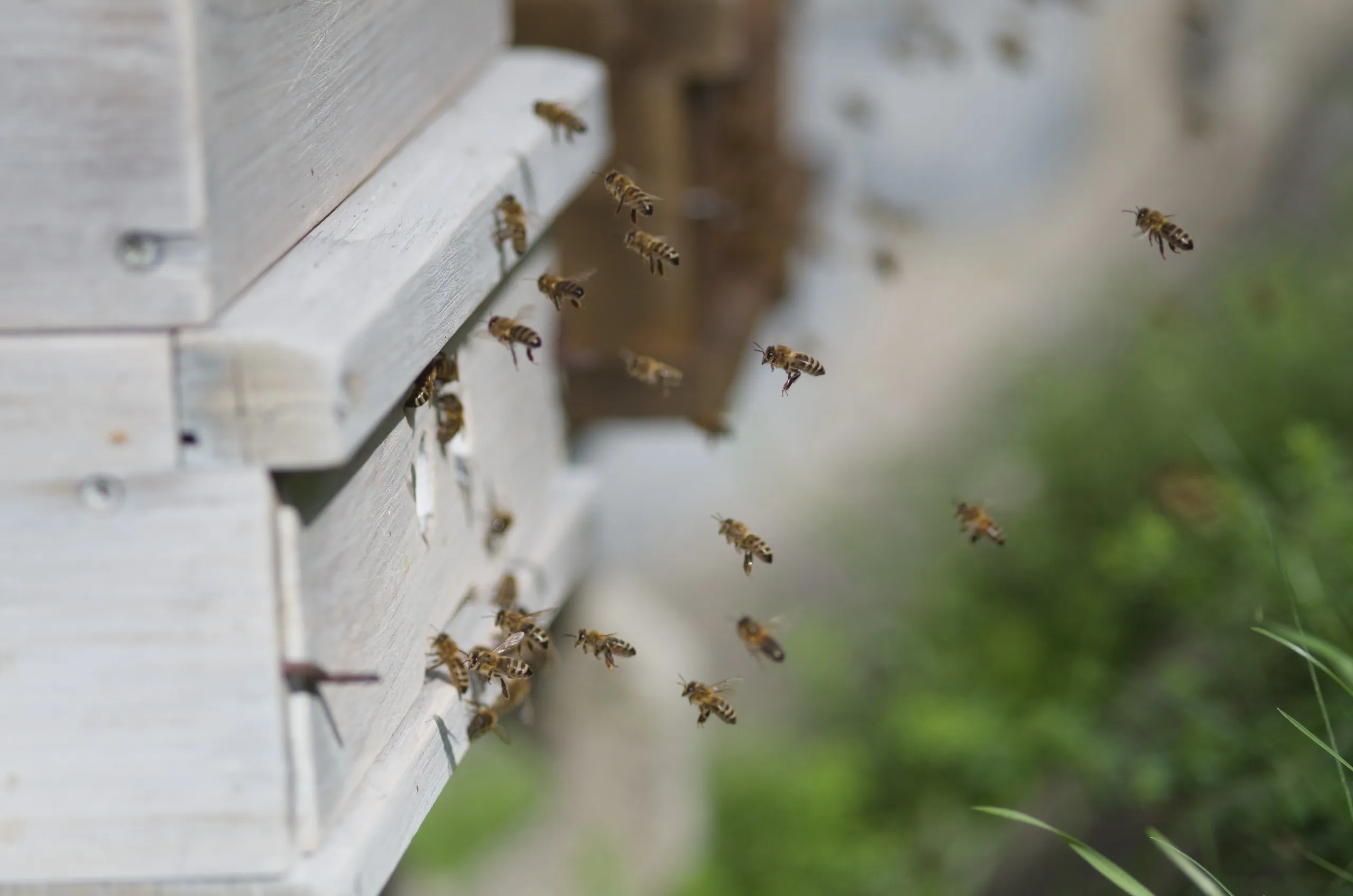 Flugverkehr am Bienenstock 1