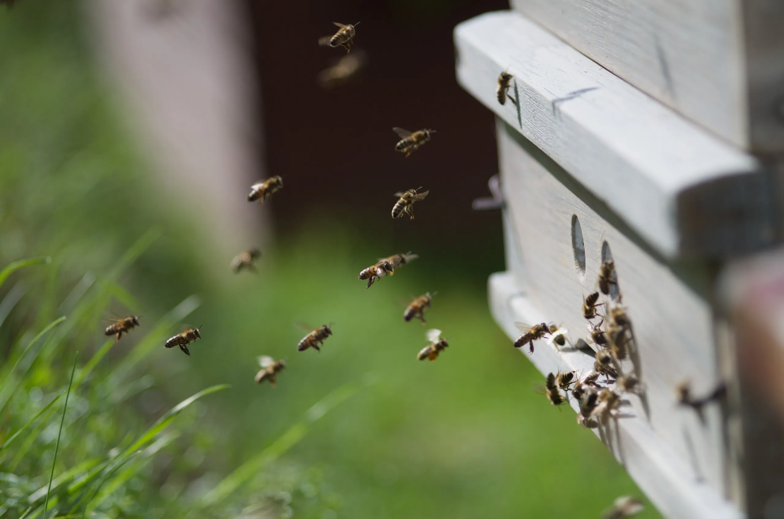Flugverkehr am Bienenstock 2