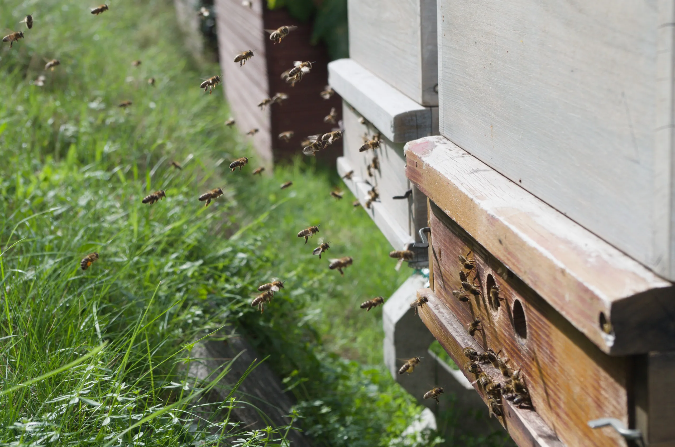 Flugverkehr am Bienenstock 3