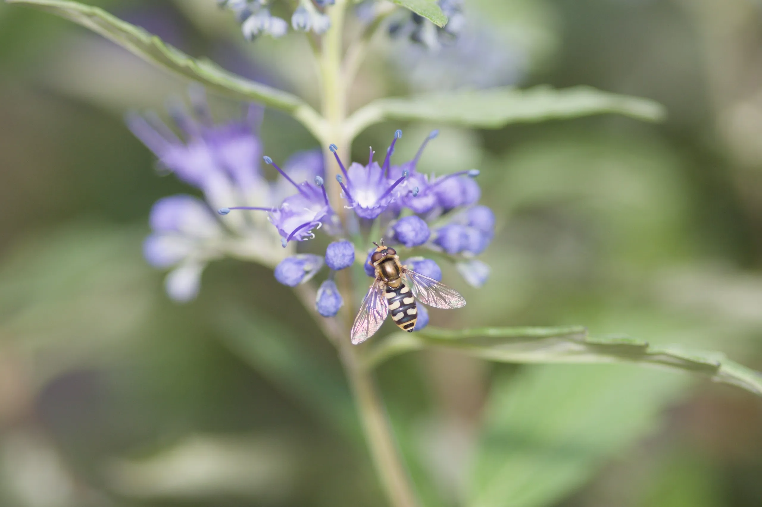 Schwebfliege auf Bartblume