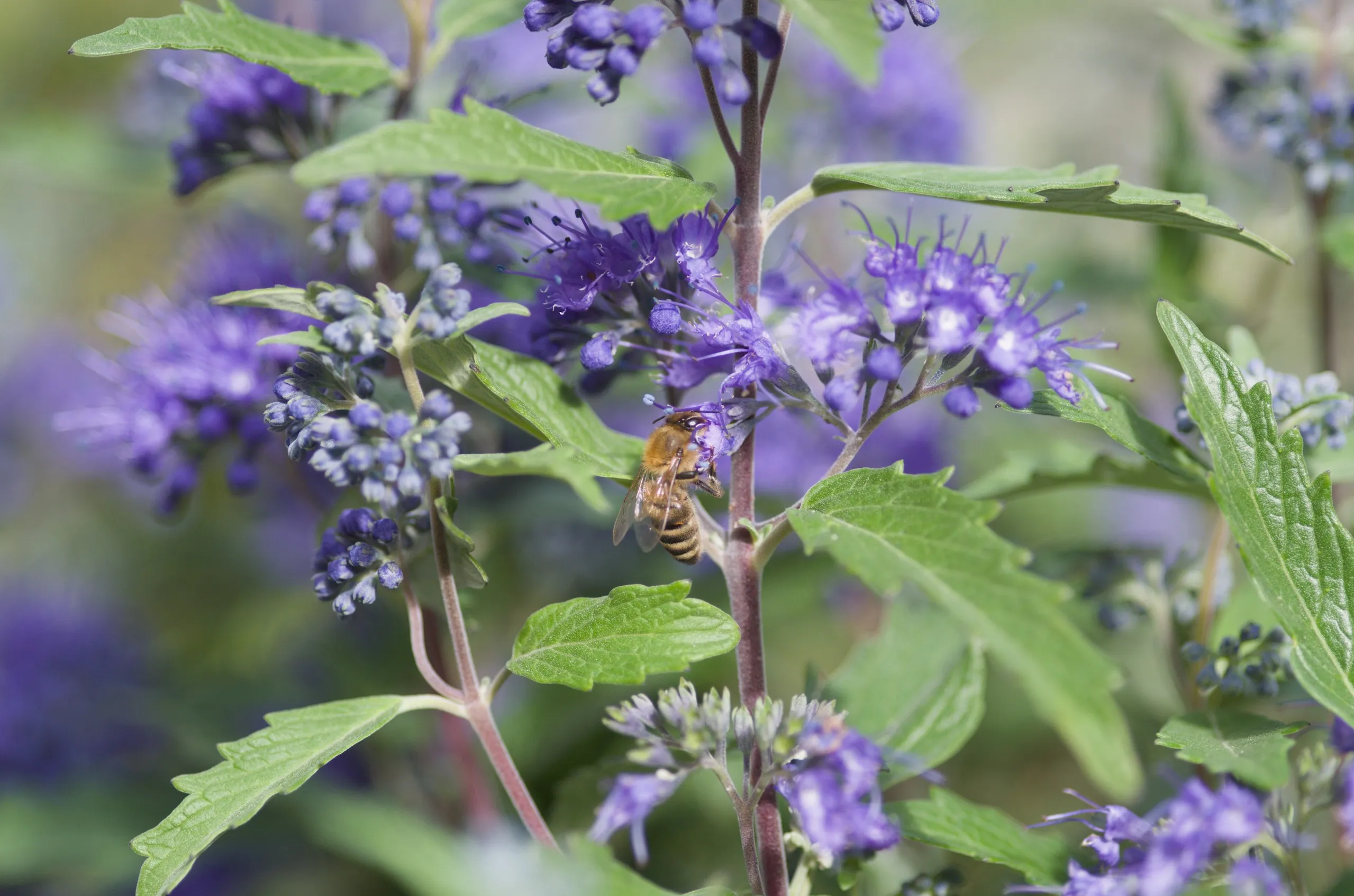 Honigbiene auf Bartblume