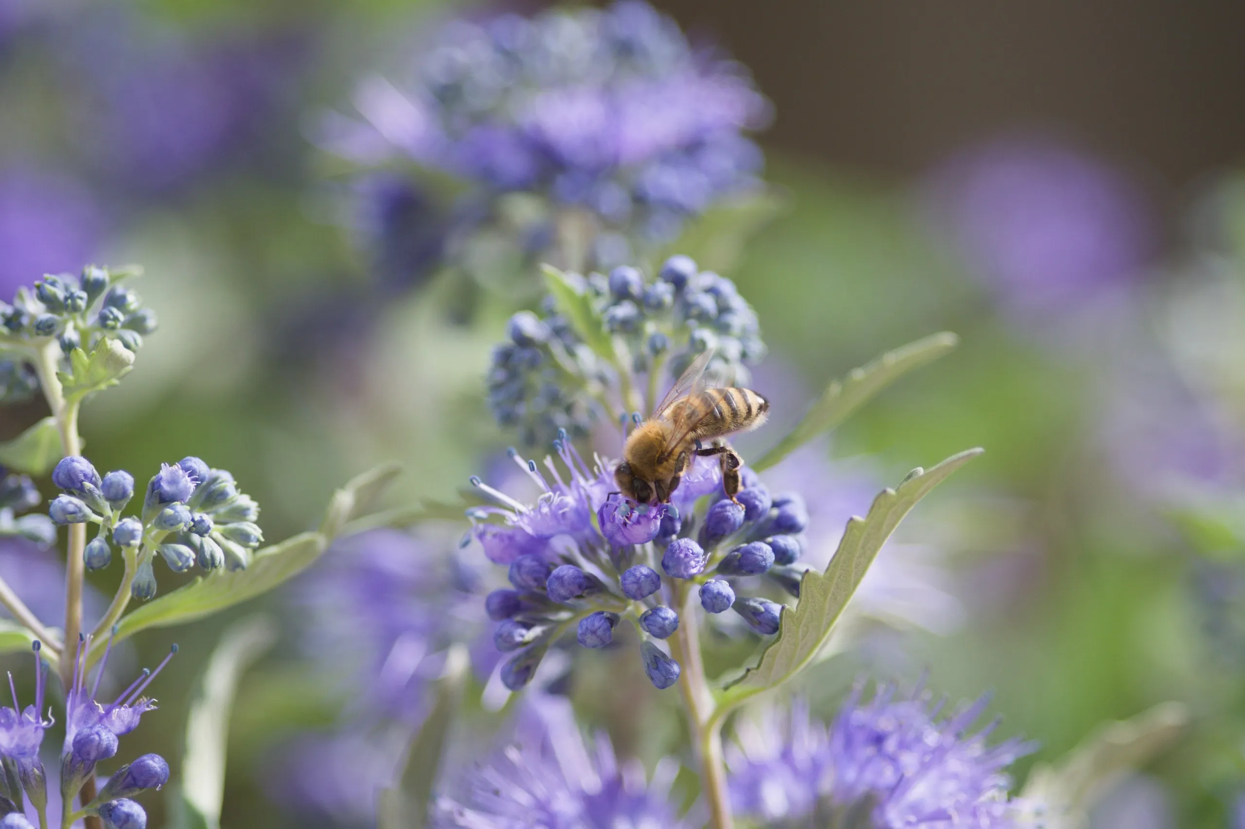 Honigbiene auf Bartblume 2