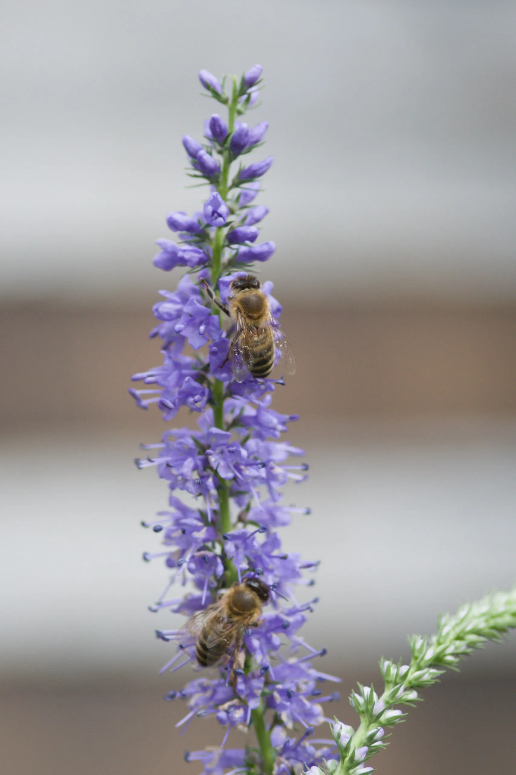 Zwei Honigbienen auf Ehrenpreis