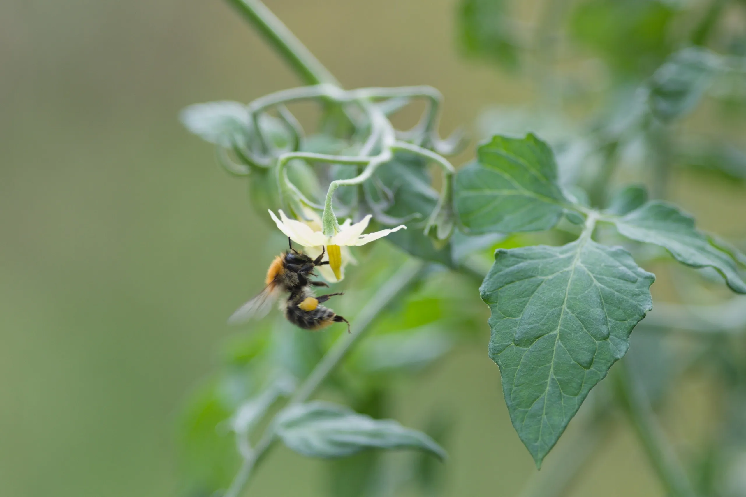 Ackerhummel auf Tomatenblüte